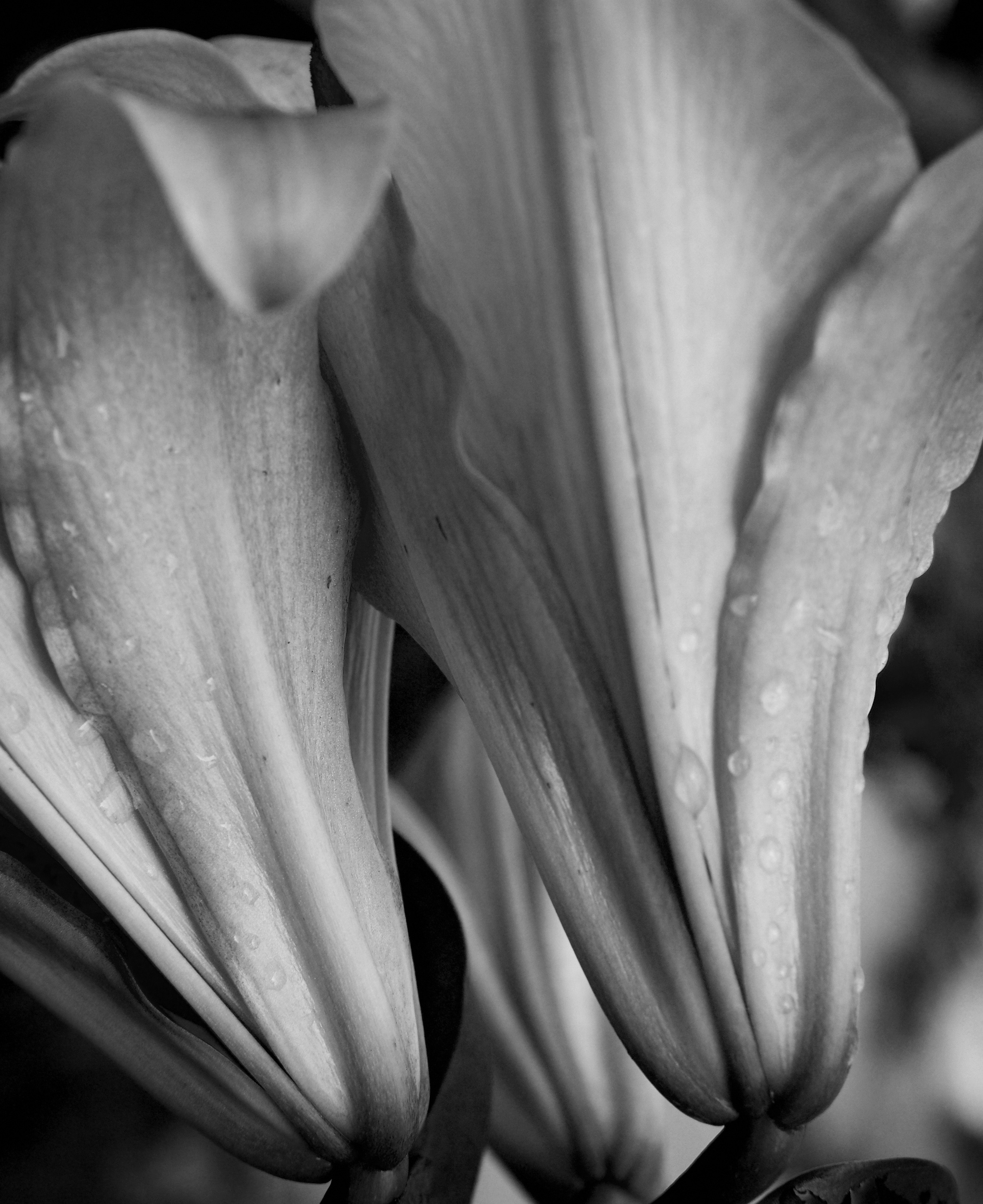 Предметы и абстракция. Творческие фотосессии в Москве