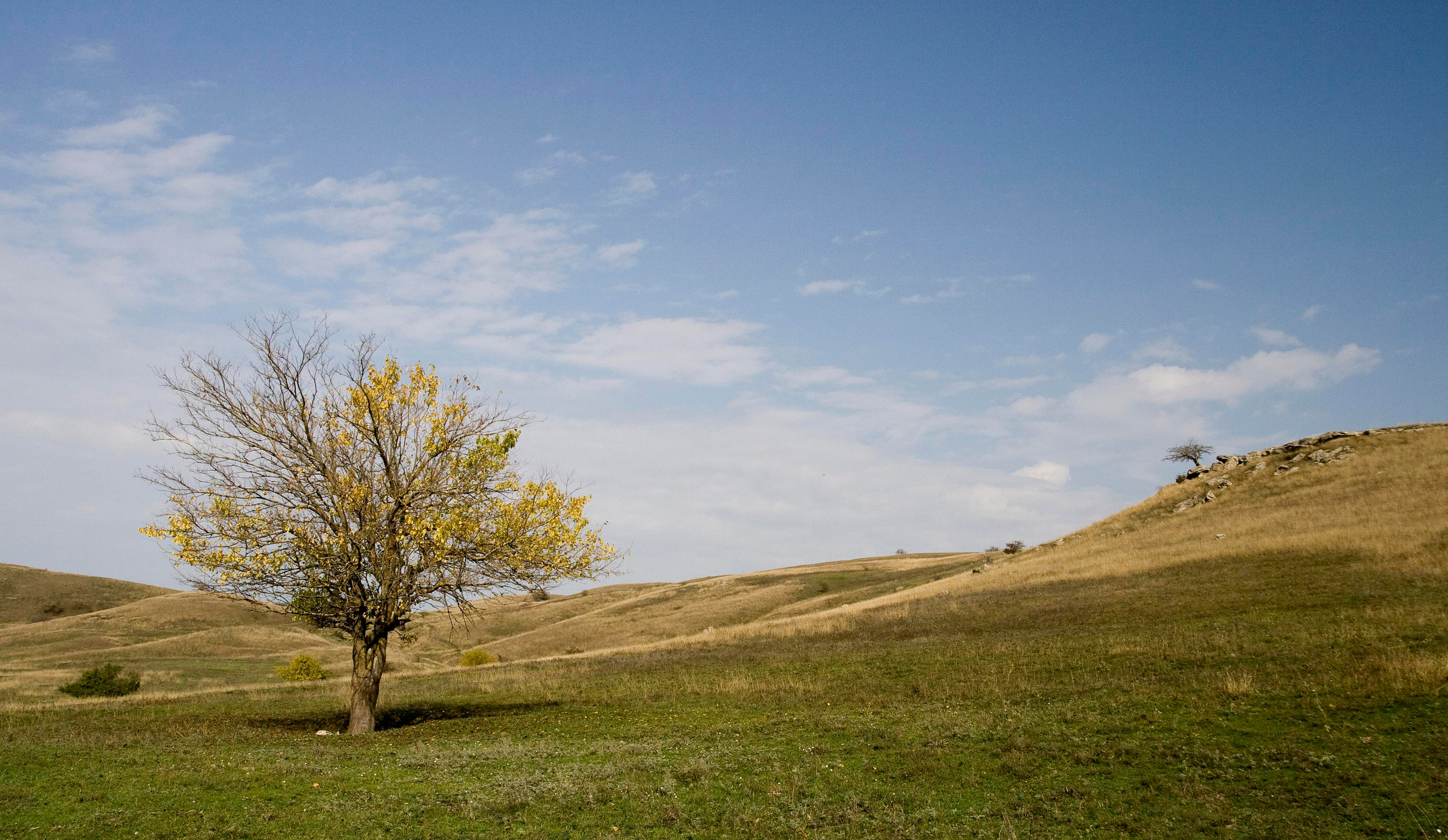 Ставропольский край, дерево осенью