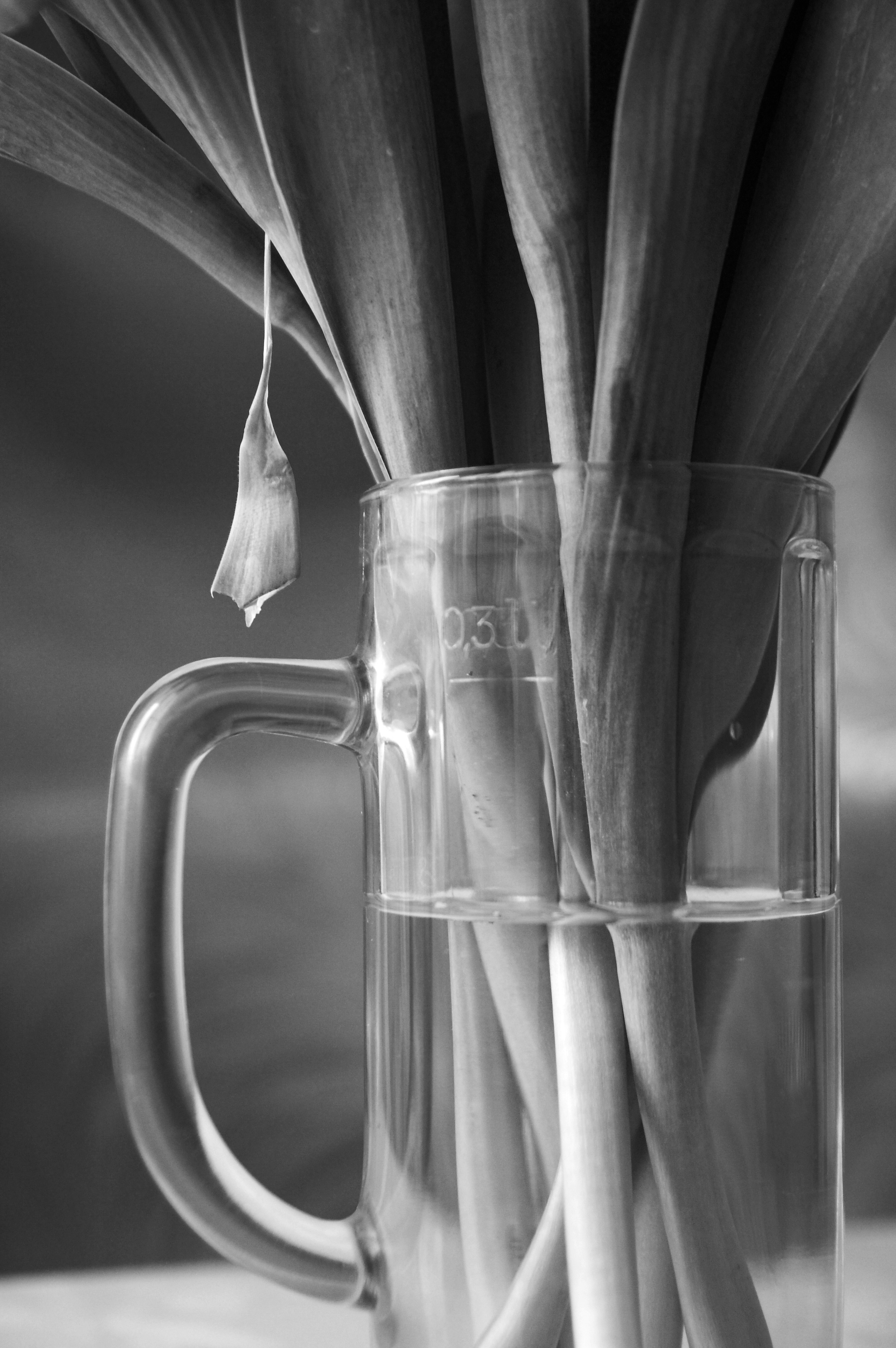 фотография тюльпанов стоящий в кружке