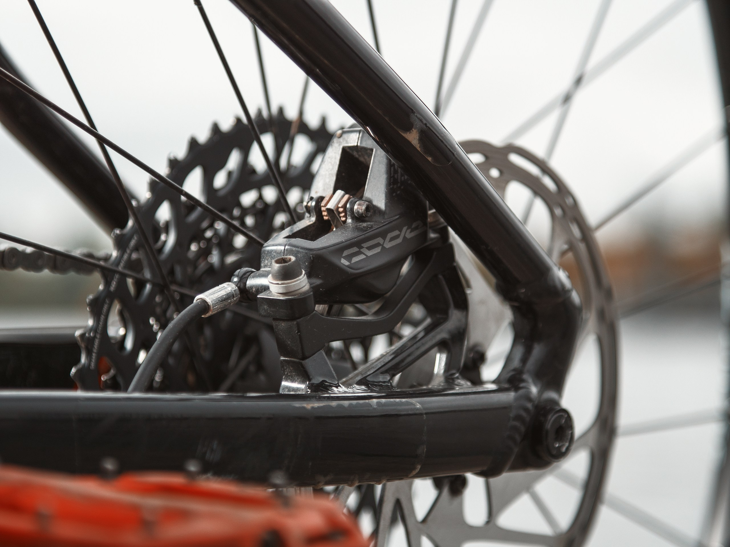 Mondraker. Фотограф анималист Никита Натальный