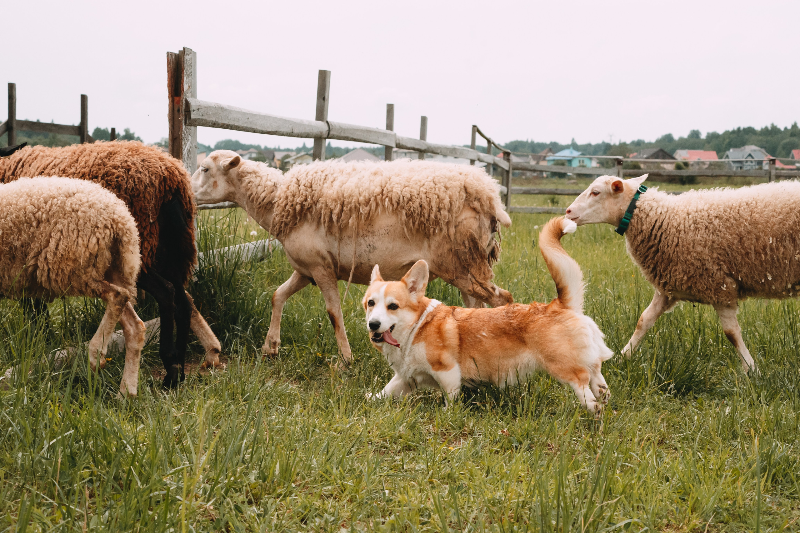 Состязания по пастушьей службе 1-2.06.24, Заостровье. Фотограф-анималист Анастасия Большакова