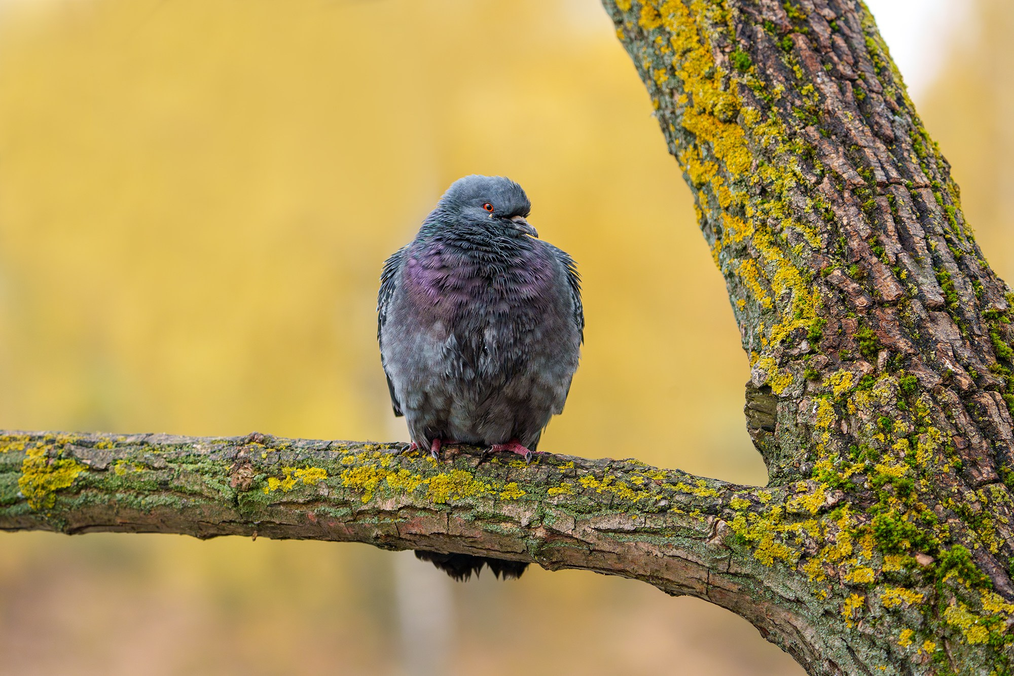 Удивительные мир птиц. Вокруг нас столько прекрасного — присмотритесь!. Ваш личный фотограф Марина Волкова