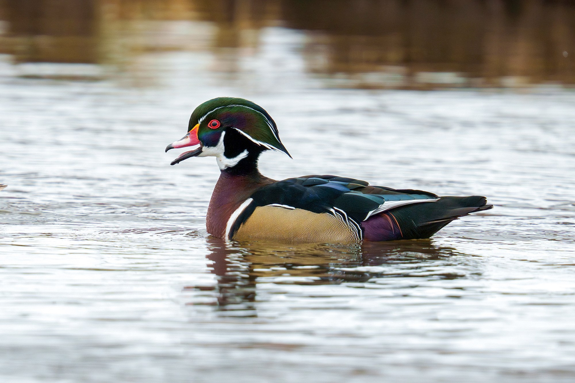 Удивительные мир птиц. Вокруг нас столько прекрасного — присмотритесь!. Ваш личный фотограф Марина Волкова