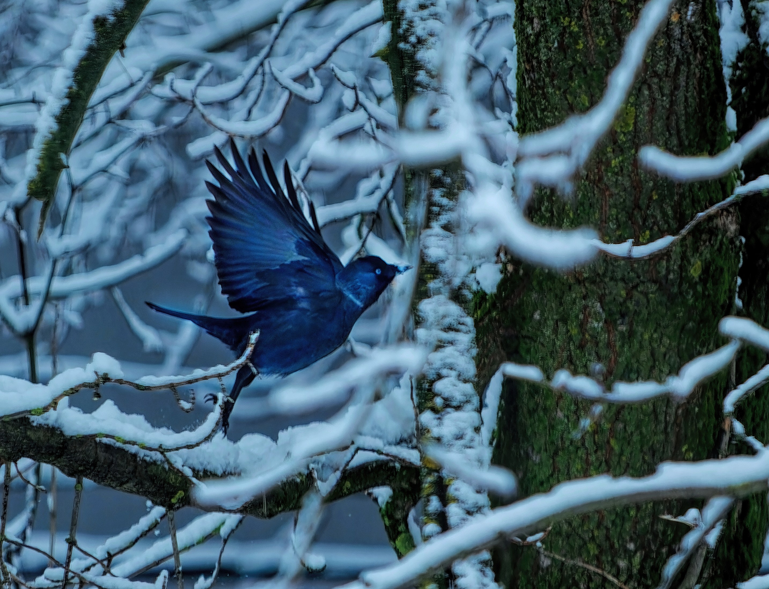 ПРИРОДА. Слепки времени. Фотографии природы и событий. Москва. Сергей Аллагулов