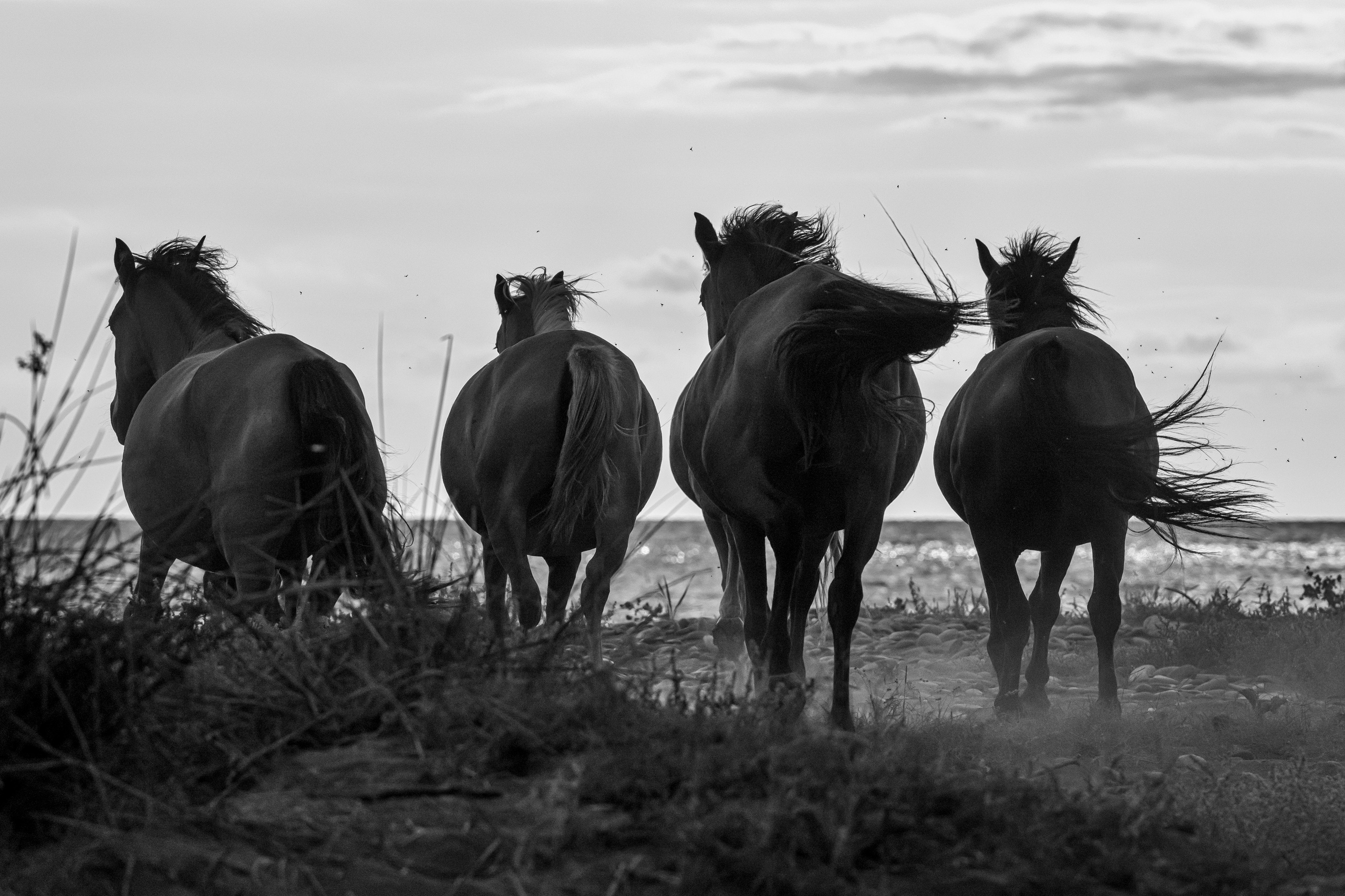 Dimitri Bakhtadze, dogs photos. Dimitri Bakhtadze photographer