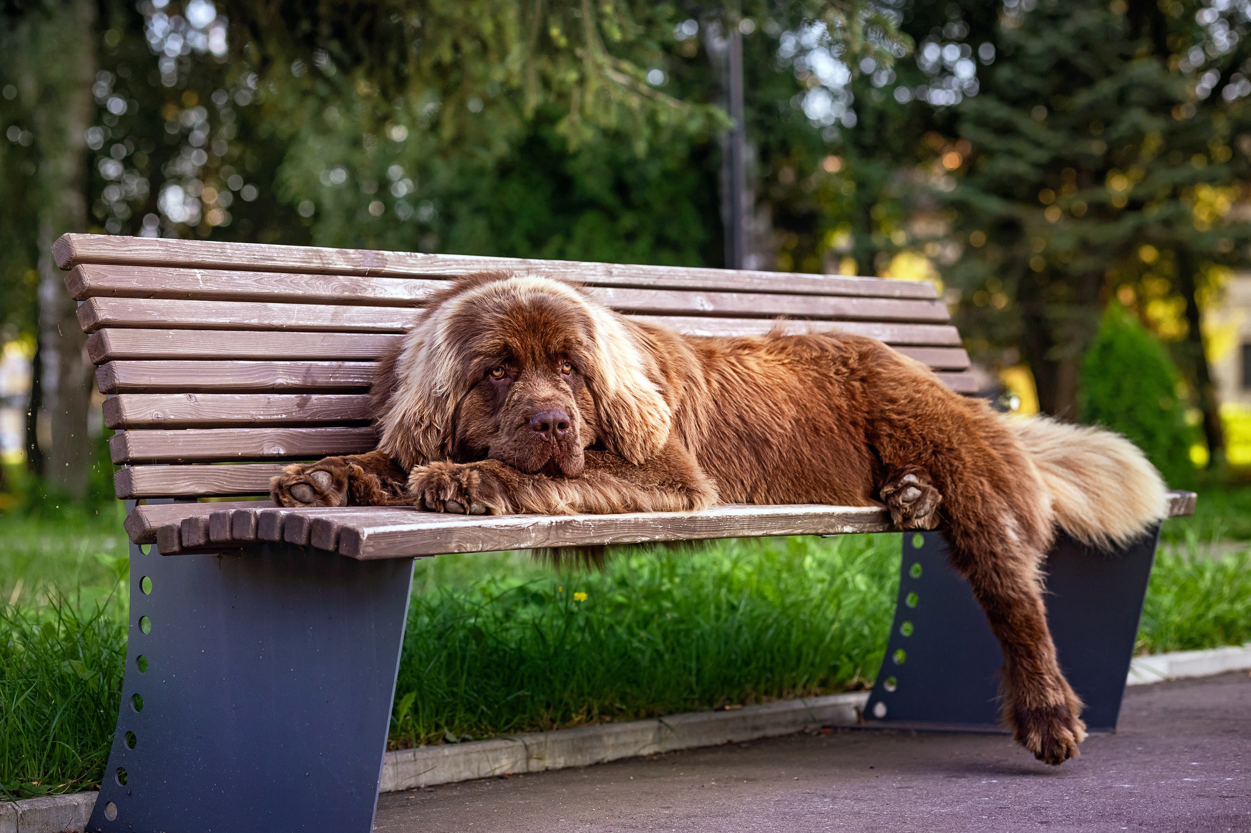 Маша — Мила — Миша. Фотограф анималист Аня Ливанова | Рыбинск