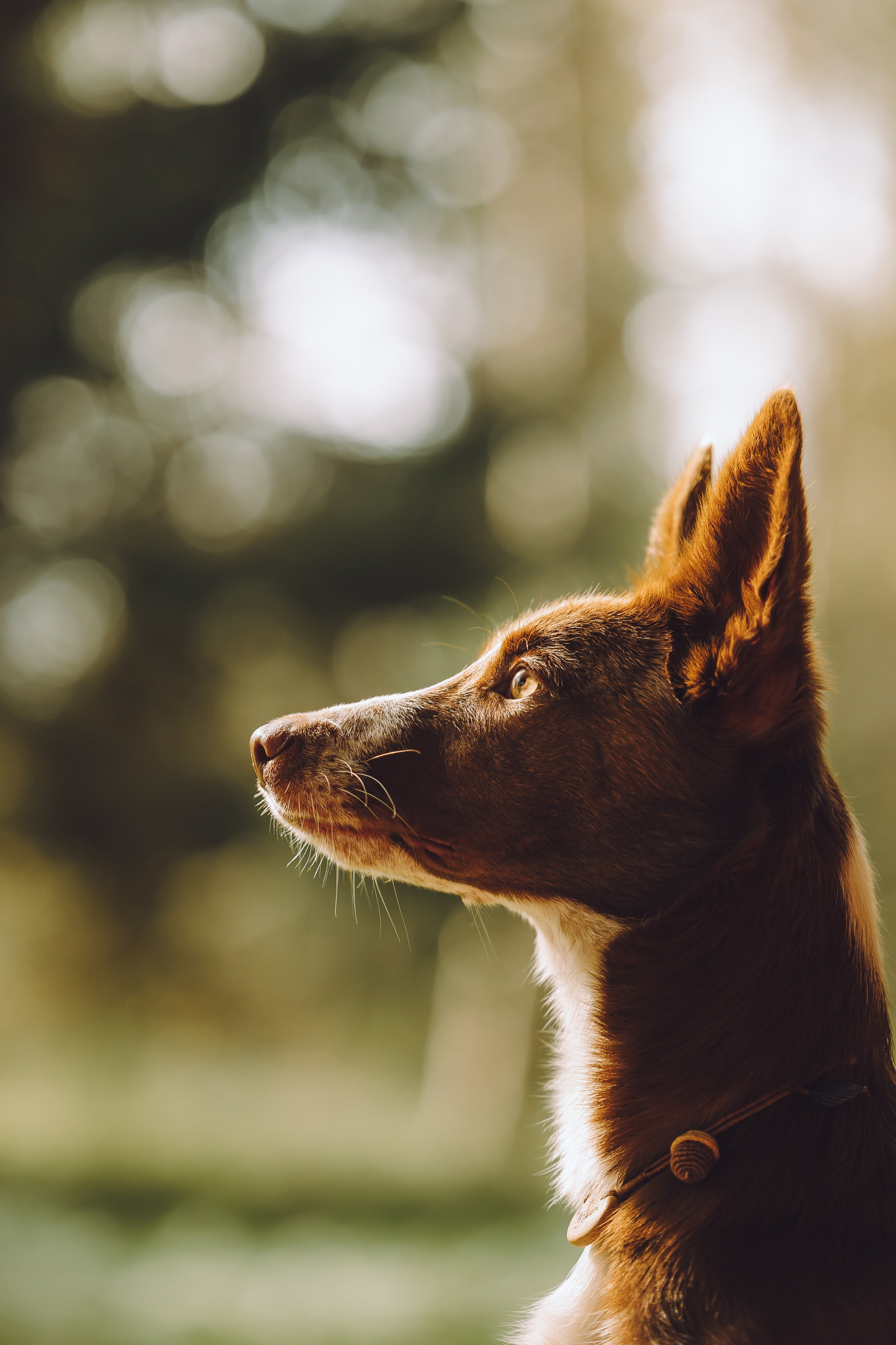 Выездной дог-тренинг от школы «Шерсть имею», Тованово