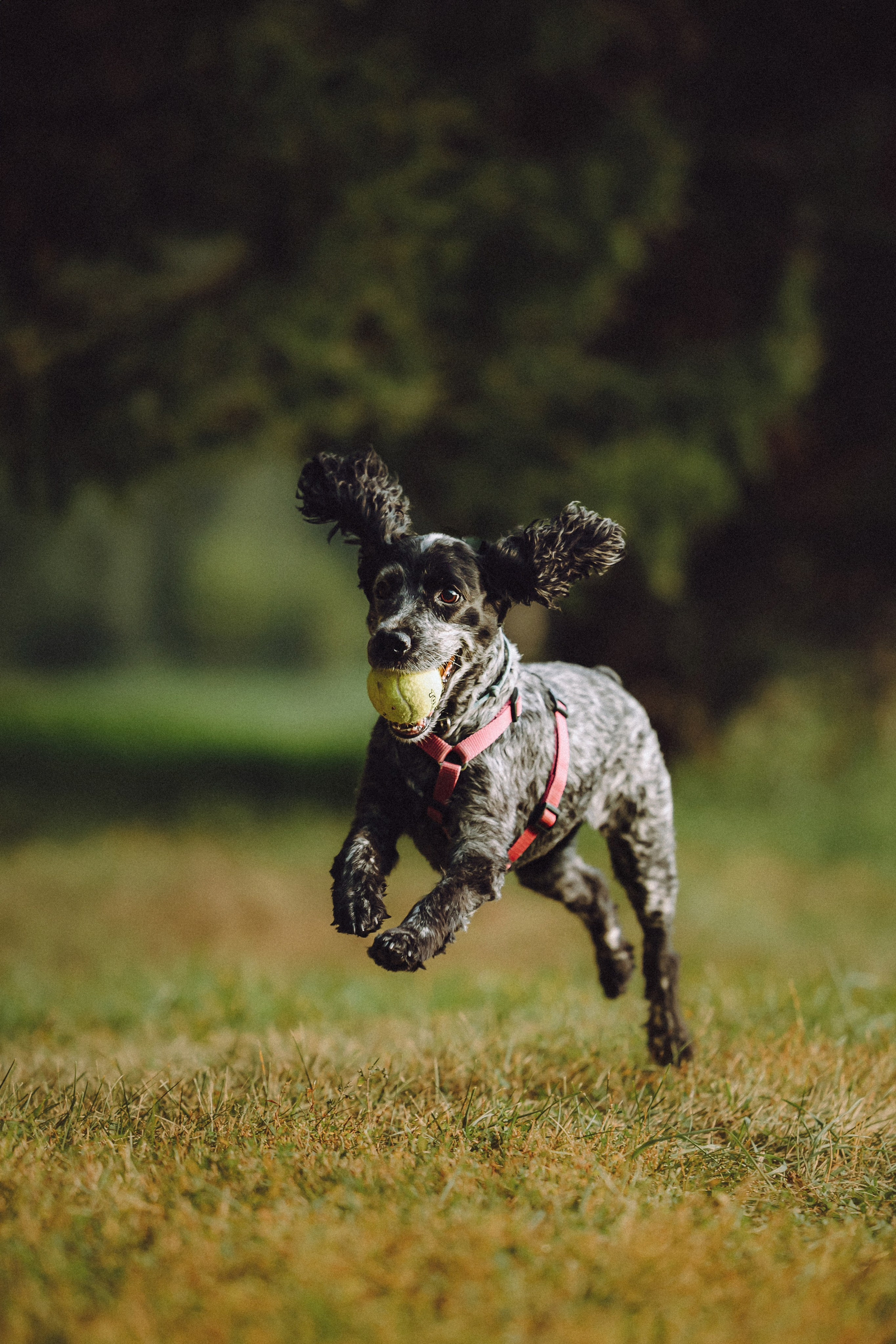 Маша и Ларри