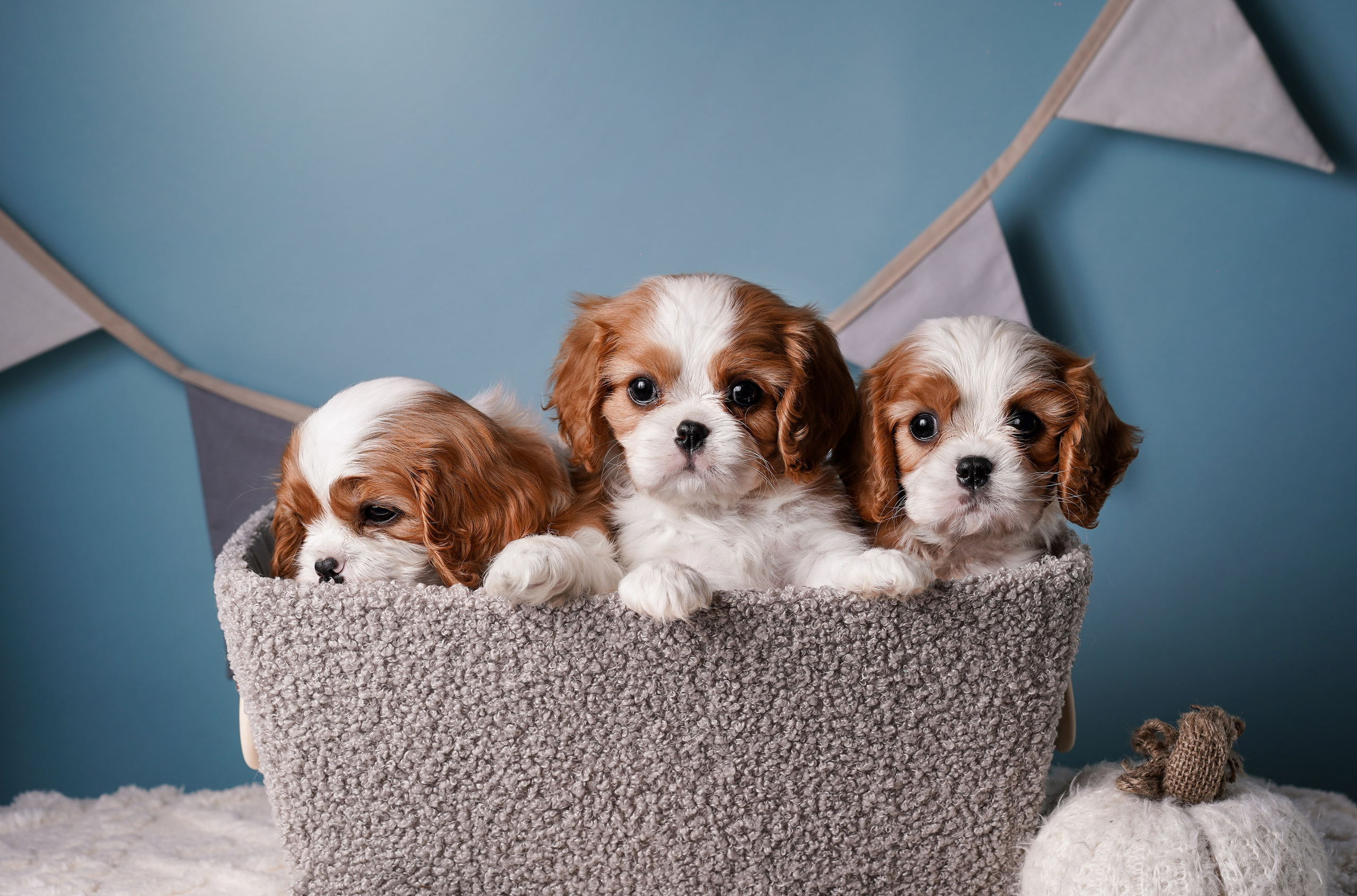 Щенки кавалера. Фотограф-анималист в Санкт-Петербурге Яна Мартынова