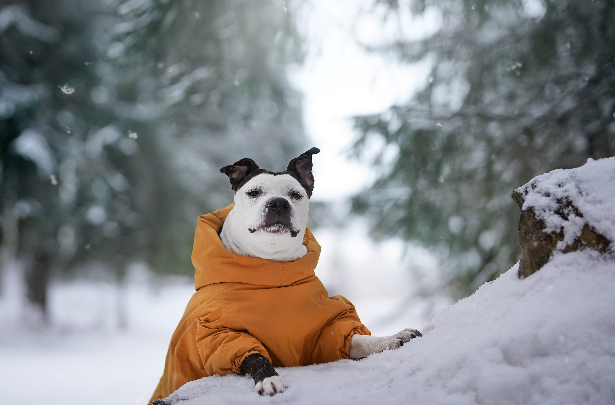 Маша Женя и Фиона. Фотограф-анималист в Санкт-Петербурге Яна Мартынова