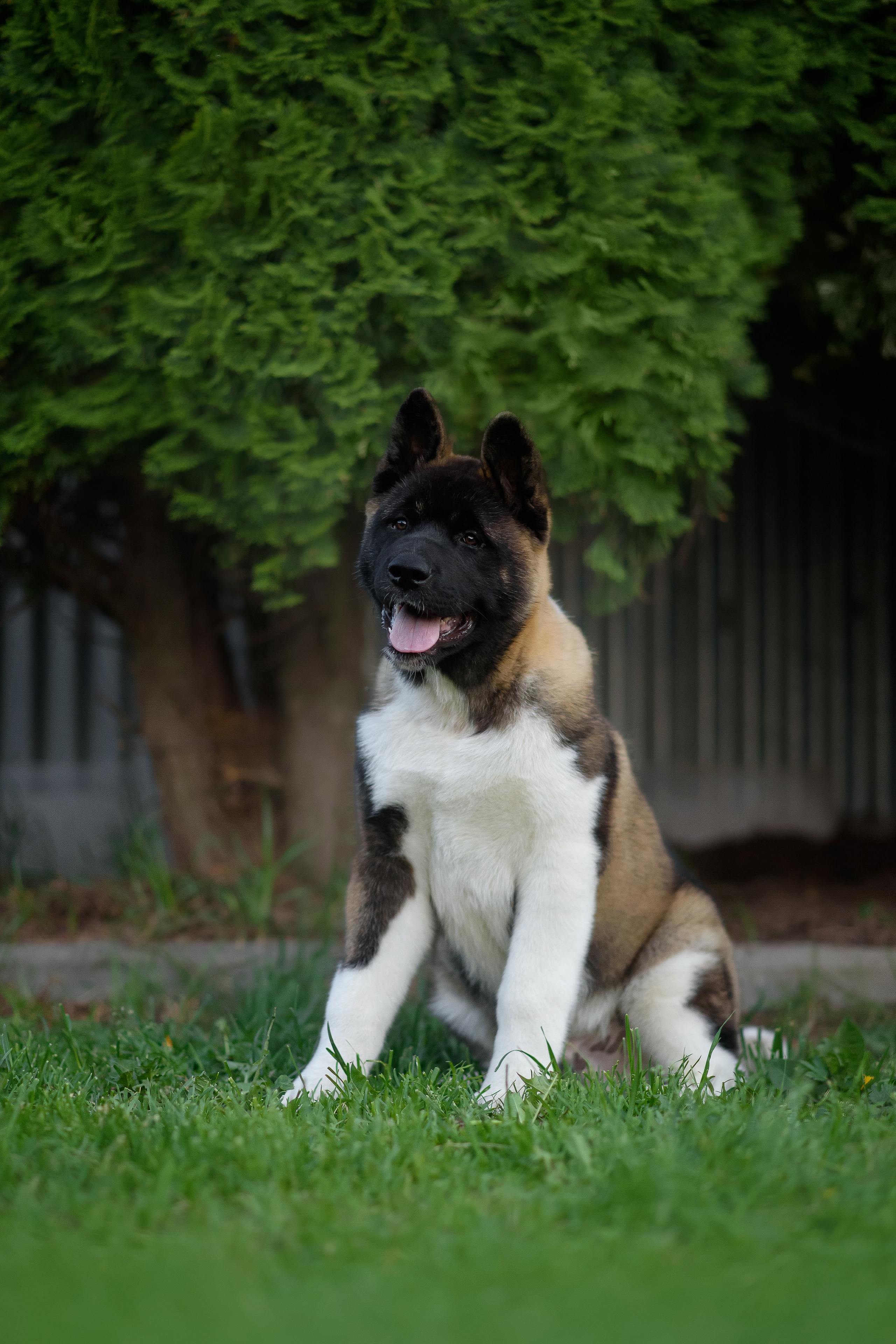 Байкер — 30.05.2024. Фотограф — Анималист | Анна Абрамова