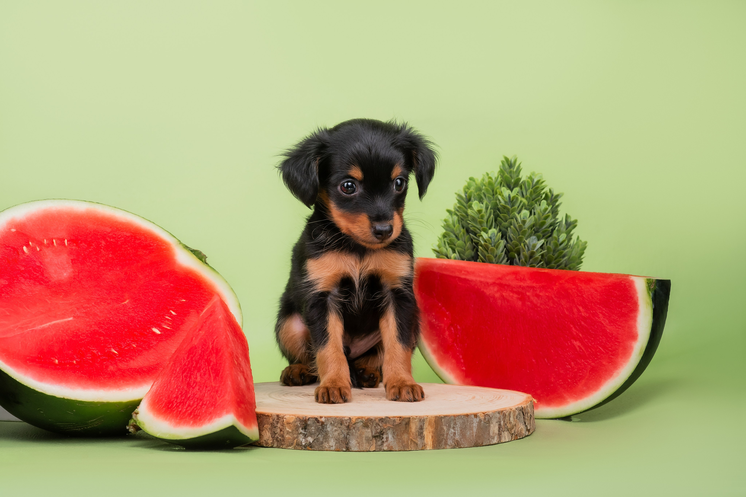 Малыши пражских крысариков — 30.07.2025. Фотограф — Анималист | Анна Абрамова