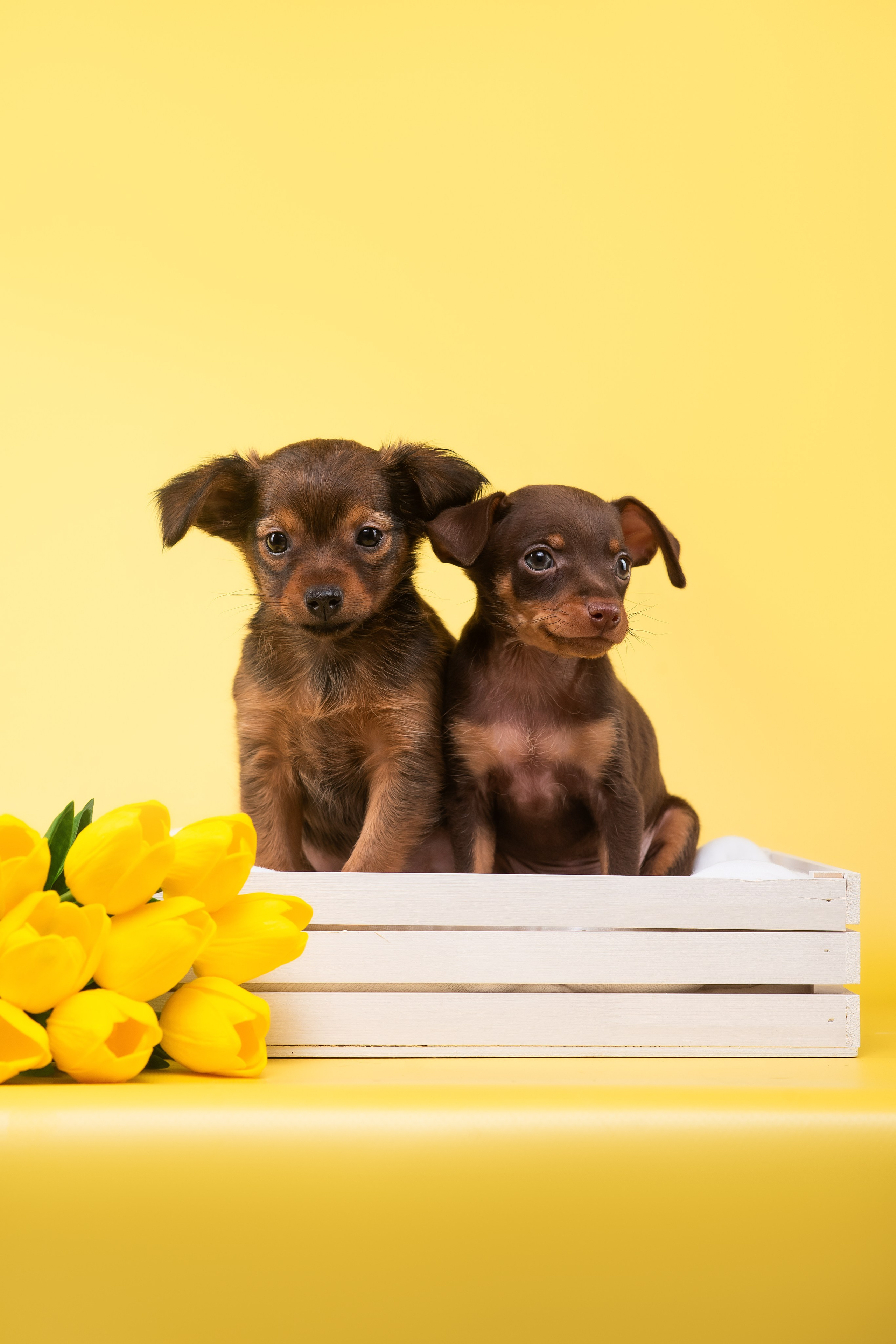 Пражские крысарики — 02.04.2025. Фотограф — Анималист | Анна Абрамова