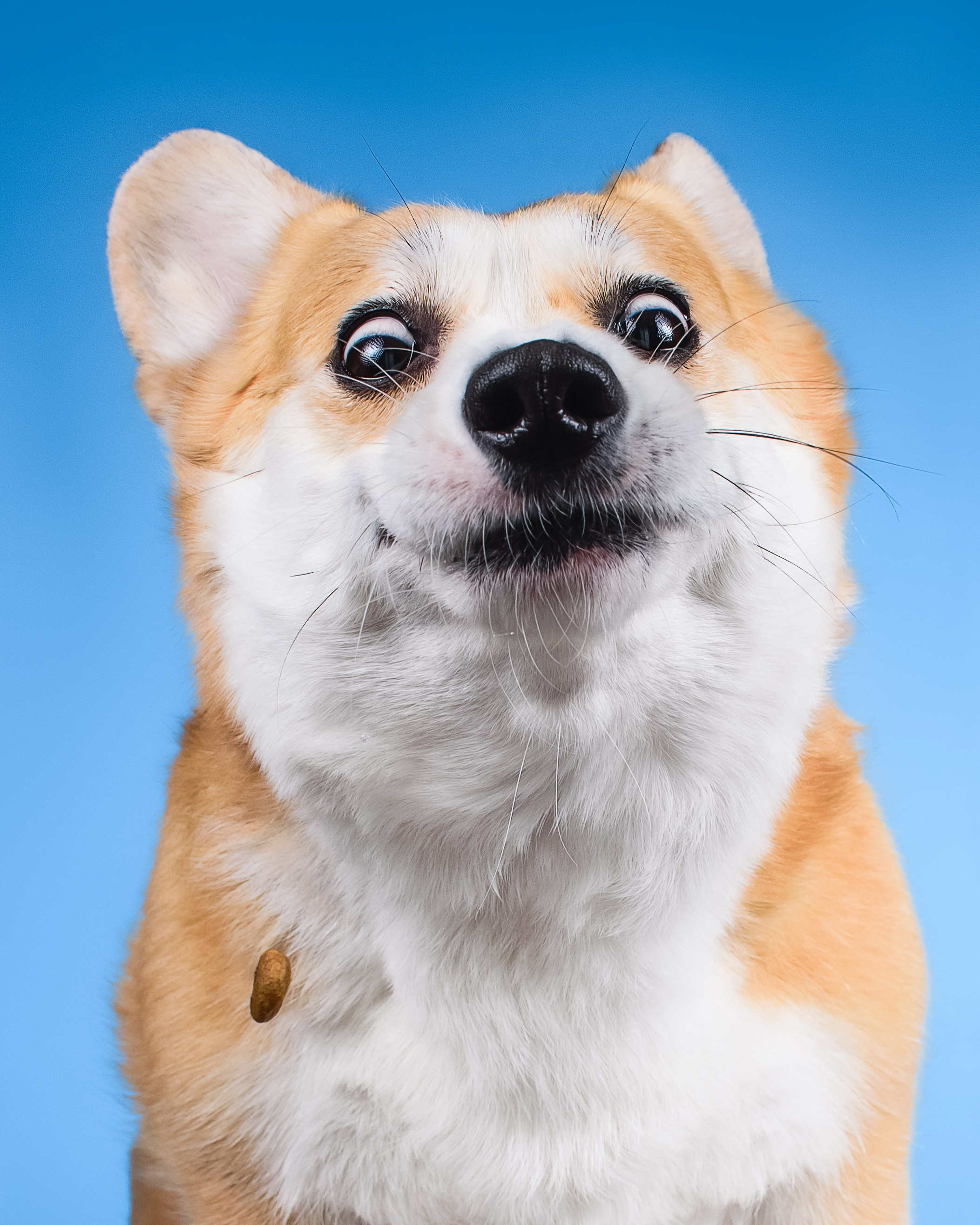 Лея на однотонном фоне. Фотограф — Анималист | Анна Абрамова