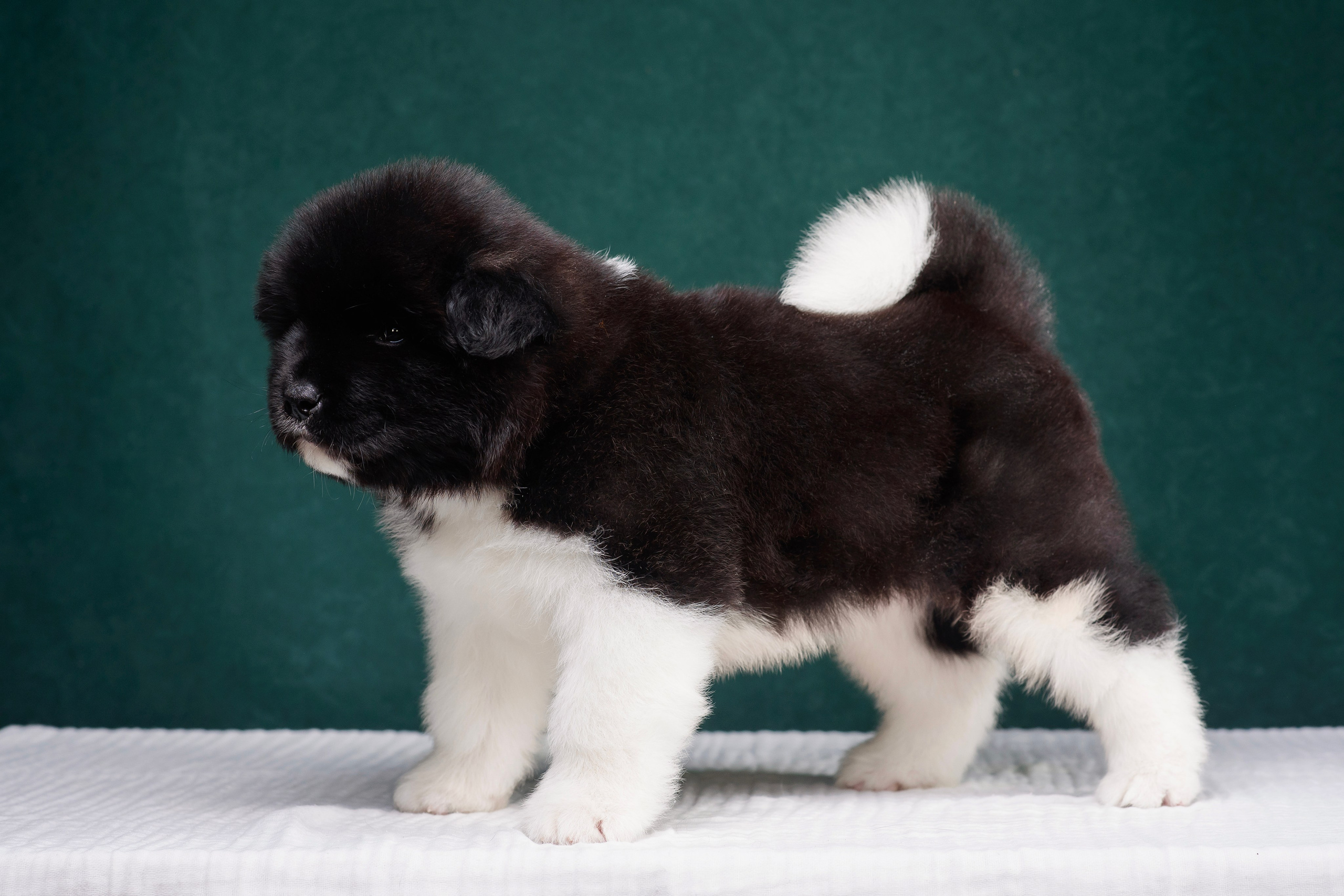 Щенки Американской Акиты. Фотограф — Анималист | Анна Абрамова