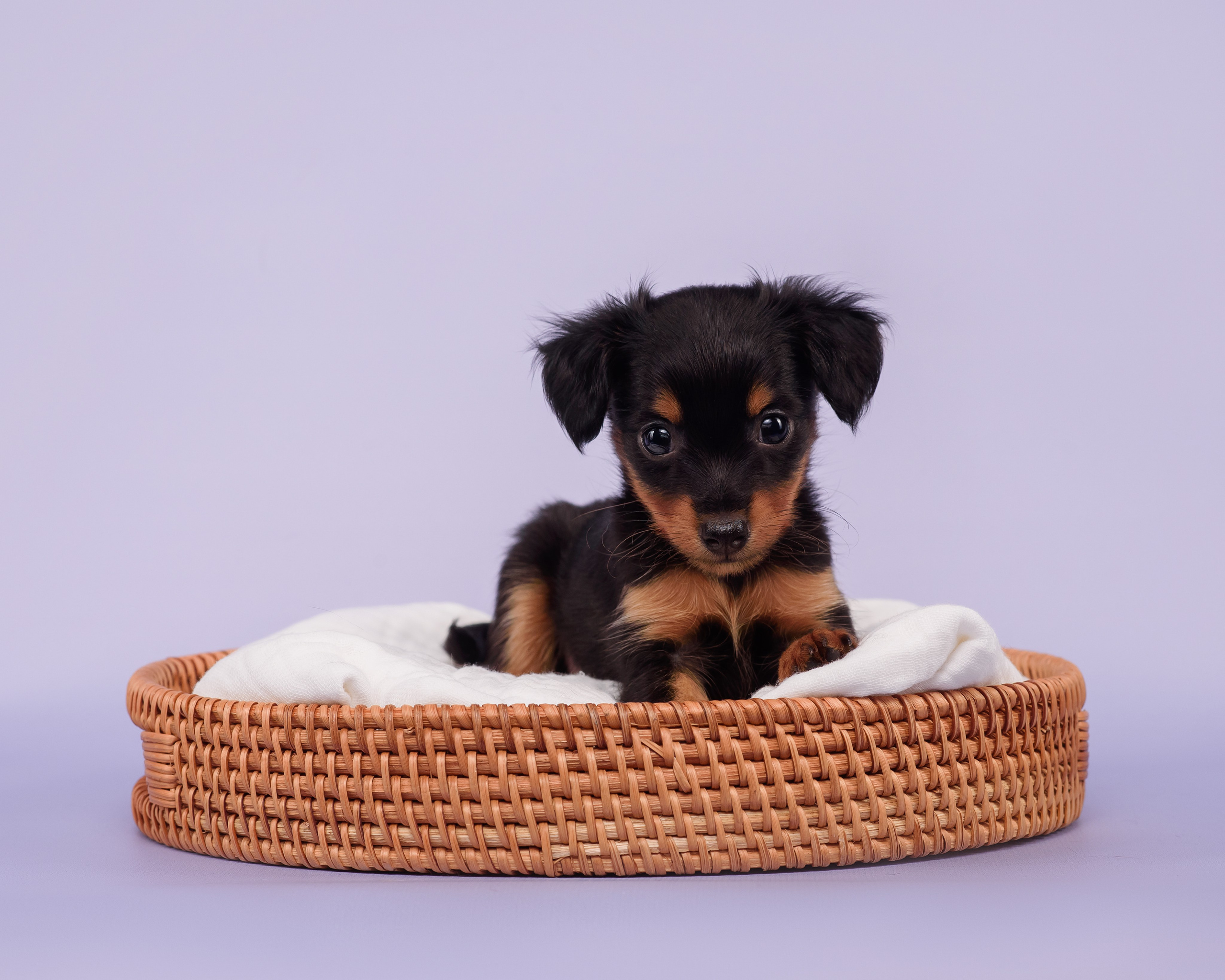 Малыши пражских крысариков — 30.07.2025. Фотограф — Анималист | Анна Абрамова