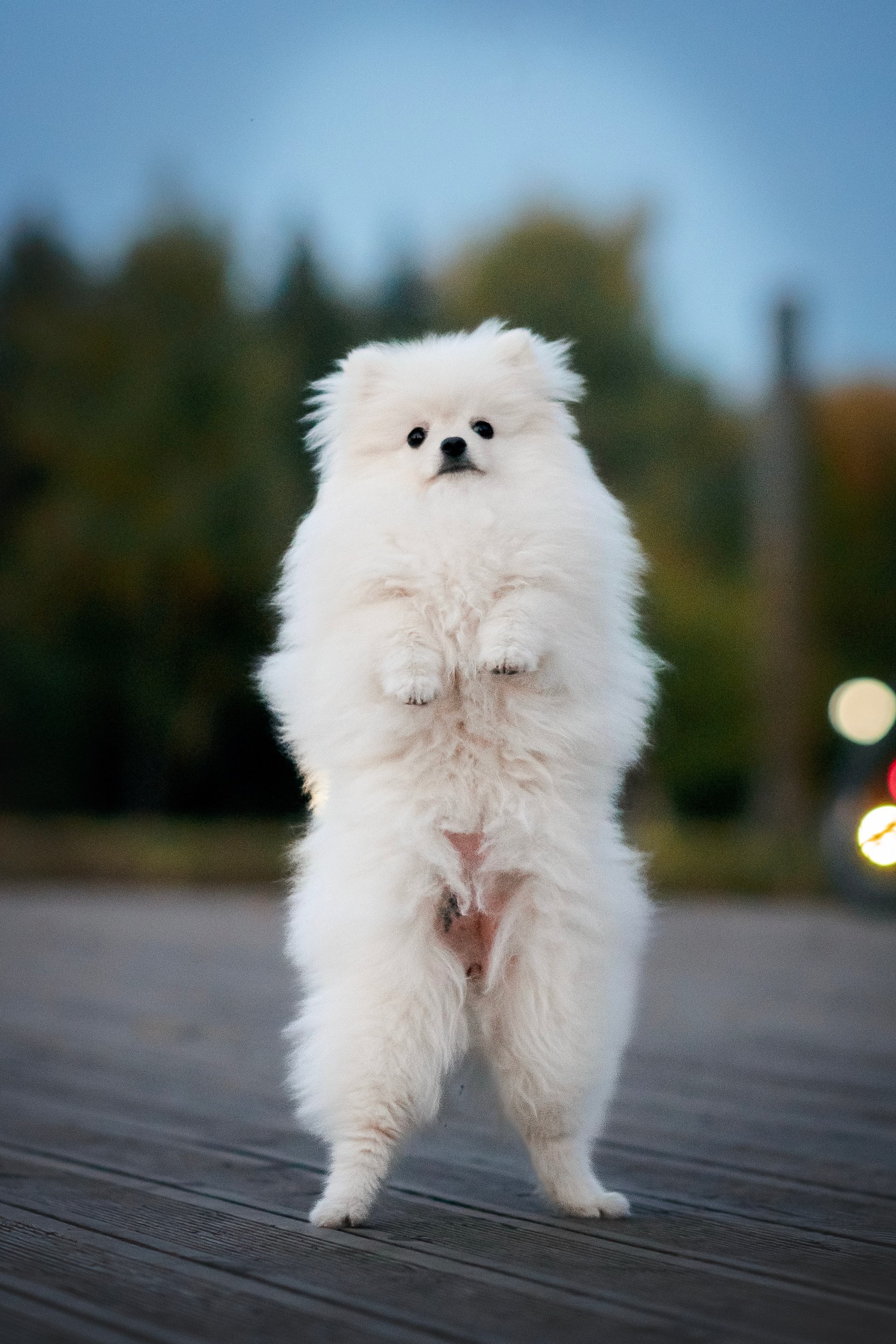 Малый немецкий шпиц — 18.09.2025. Фотограф — Анималист | Анна Абрамова