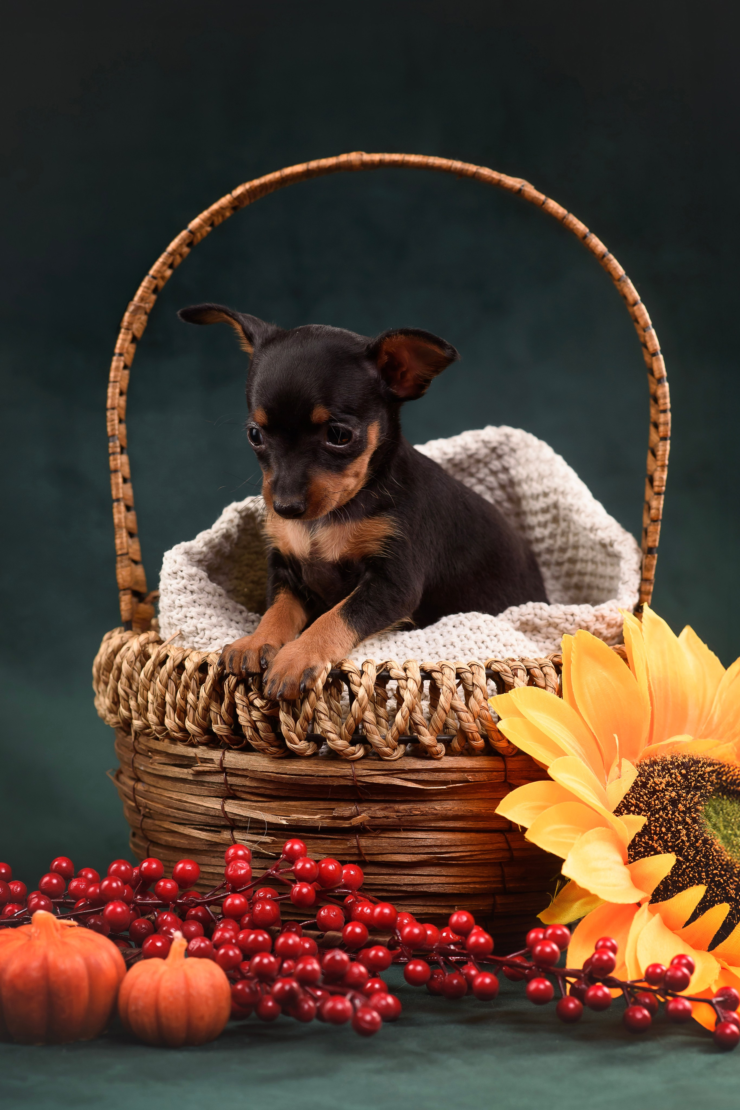 Щенки Пражского крысарика — 19.10.2025. Фотограф — Анималист | Анна Абрамова