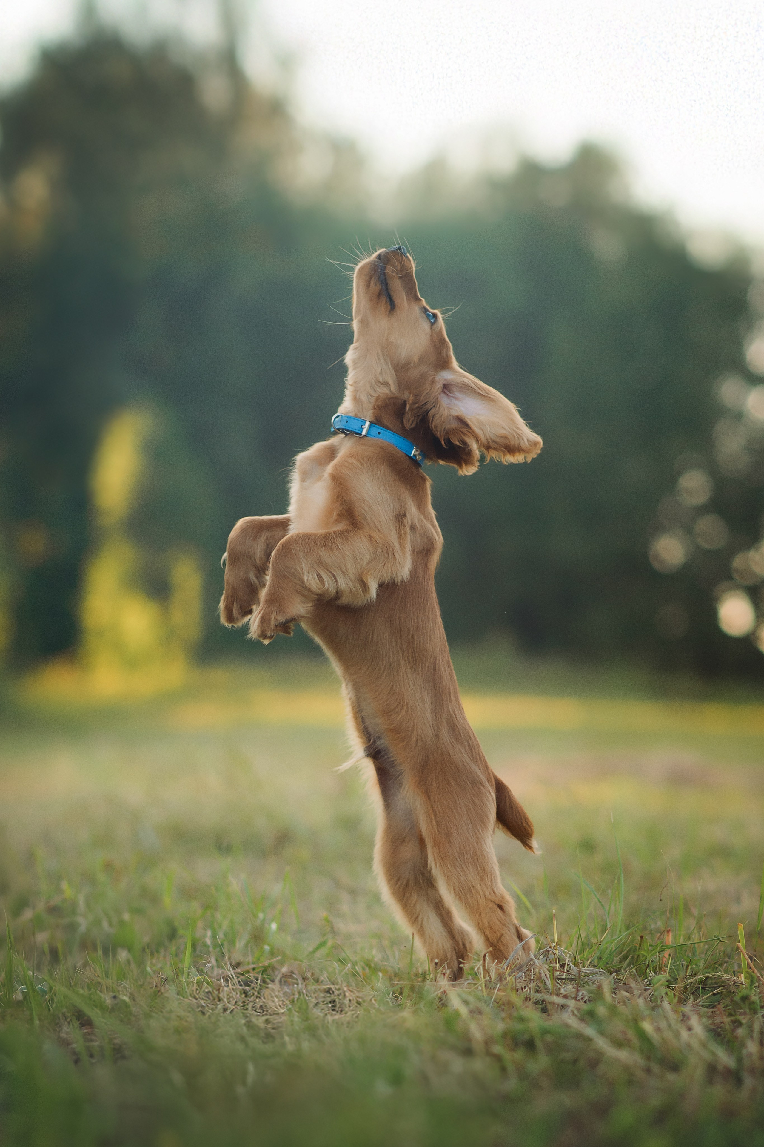 Наташа, Агата, Назар и Август — 17.07.2025. Фотограф — Анималист | Анна Абрамова