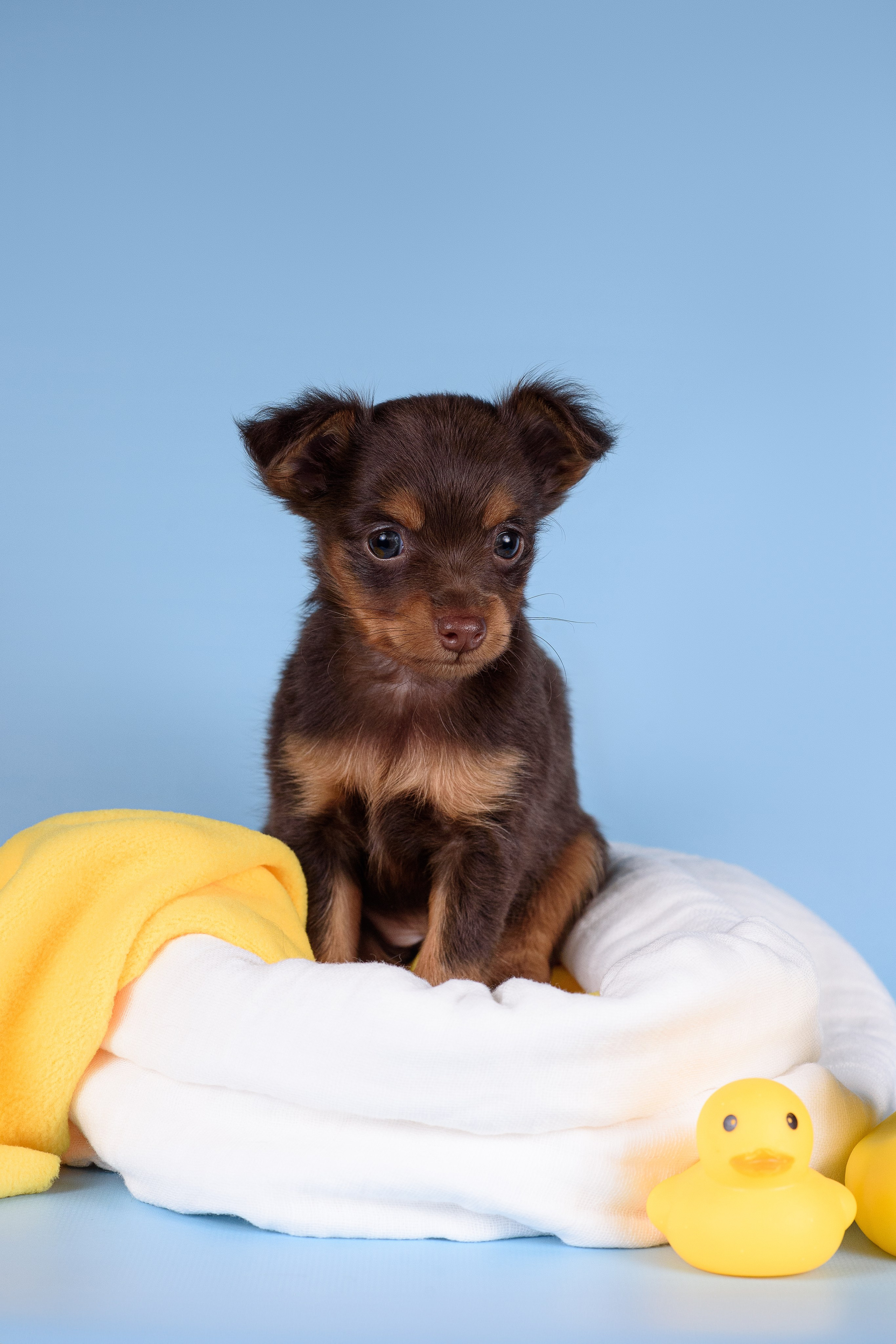 Щенки Пражских крысариков -13.04.2024. Фотограф — Анималист | Анна Абрамова