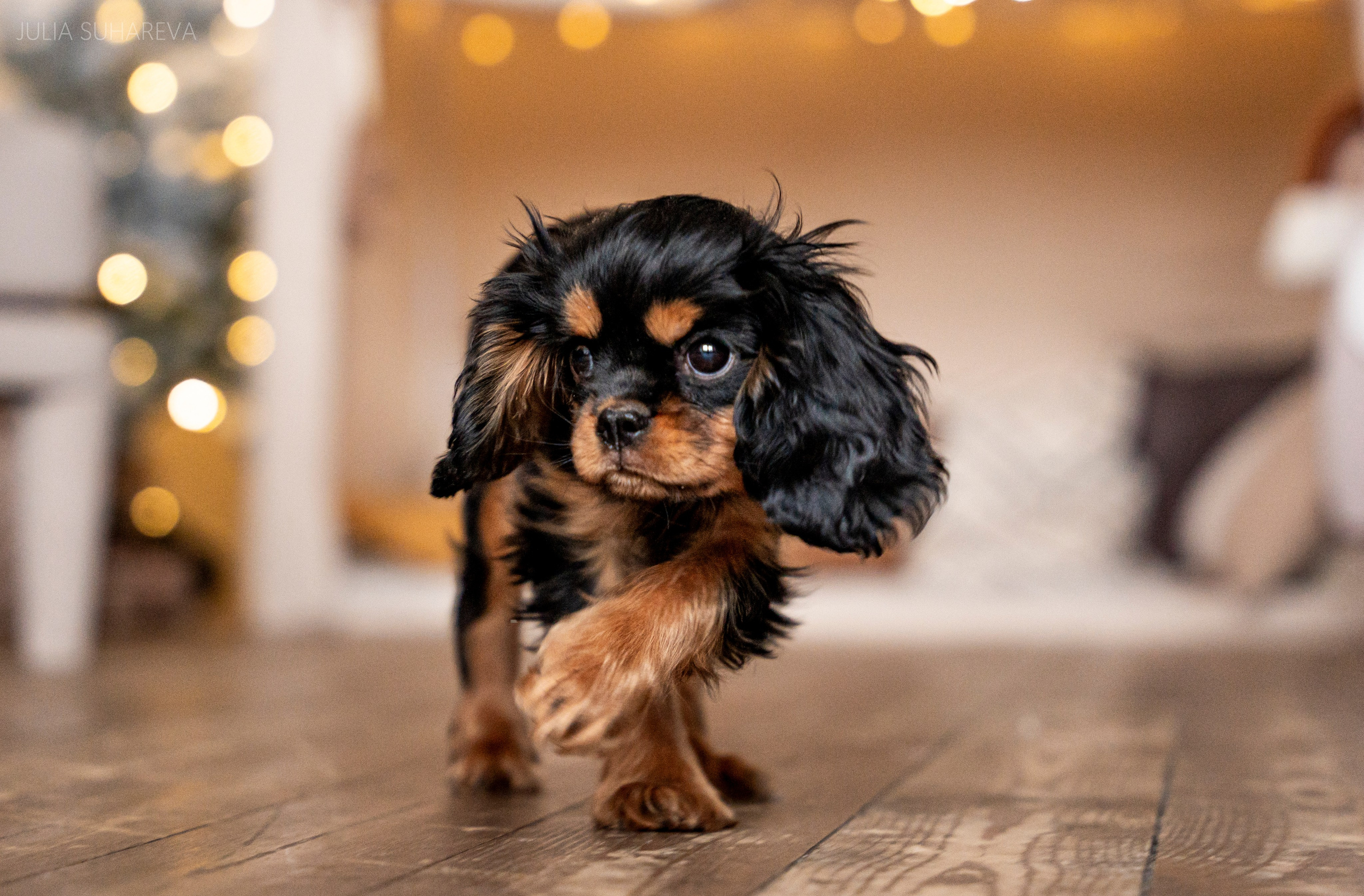 Щенки Кавалер кинг-чарльз-спаниель (Новый год). Главная