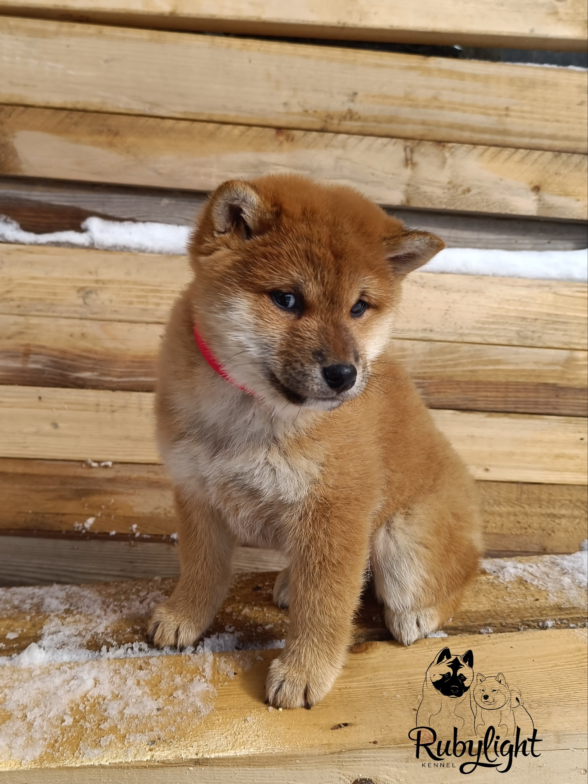 Сиба Rubylight Ellis питомник Рубилайт 