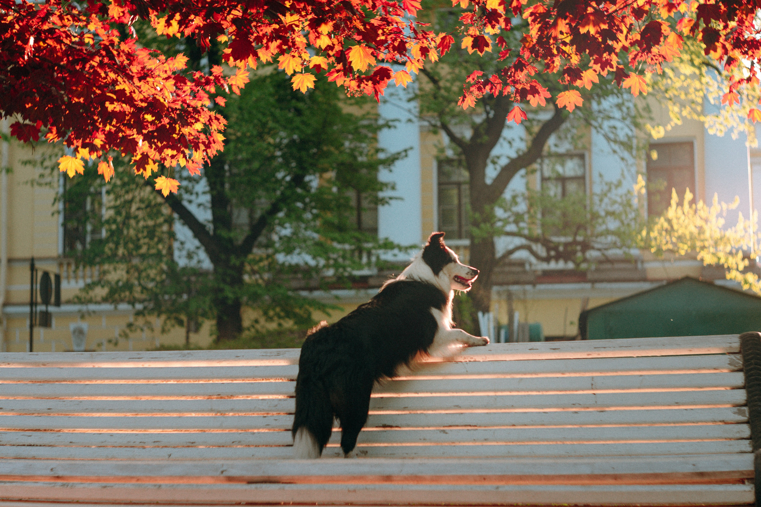Таня, Дима и Чейси. Фотограф анималист в Москве и Санкт-Петербурге Свиридова Анна