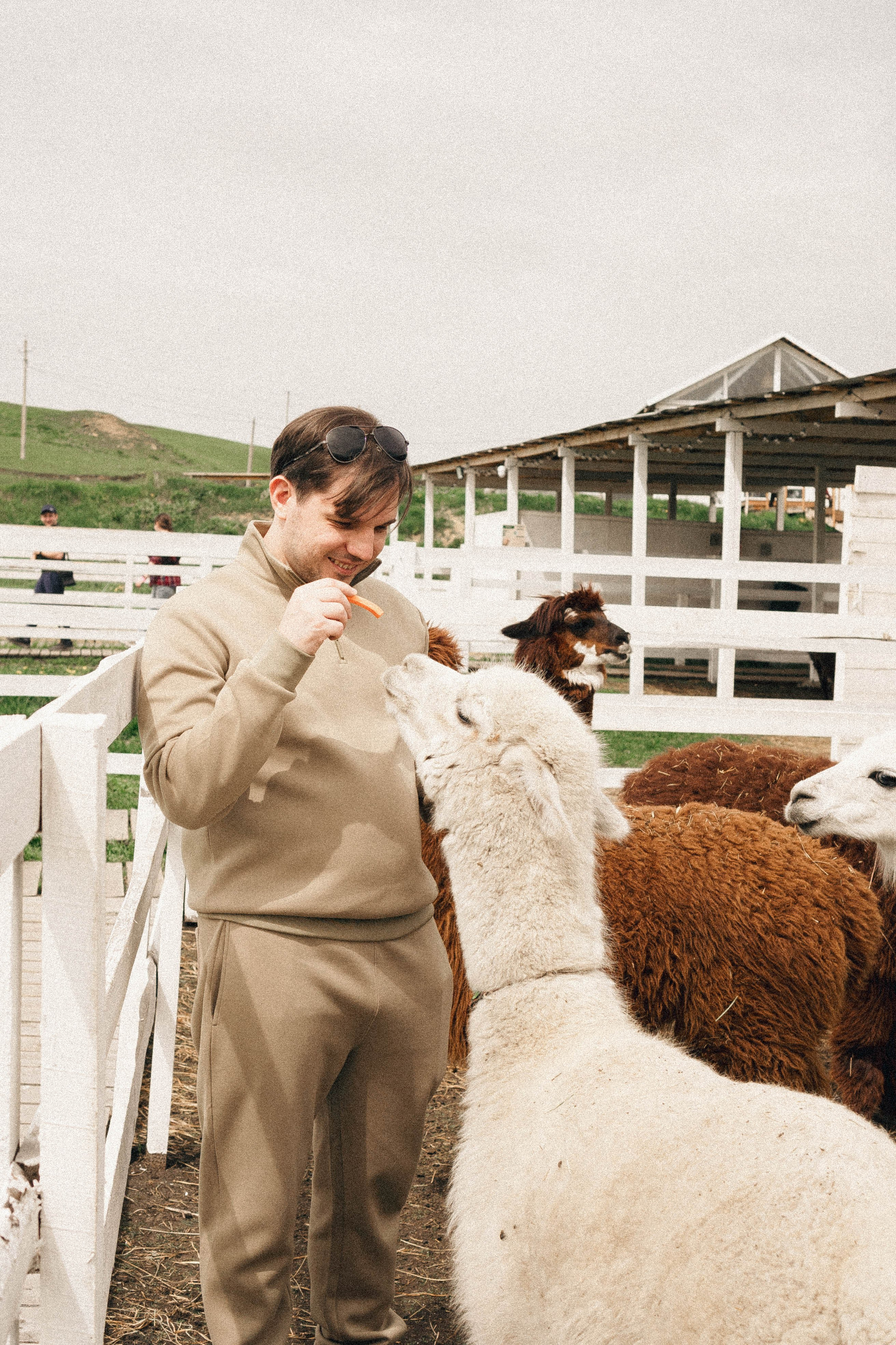 Ферма Альпак. Профессиональный фотограф, Санкт-Петербург — Виктория Богомолова