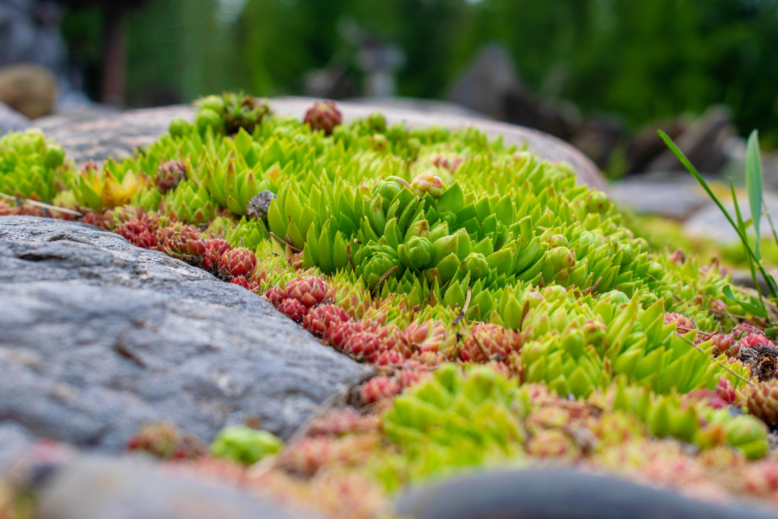 Садово-парковая и ландшафтная фотосъёмка. Фотограф в Карелии, Сортавала, Рускеала Наталья Зверева