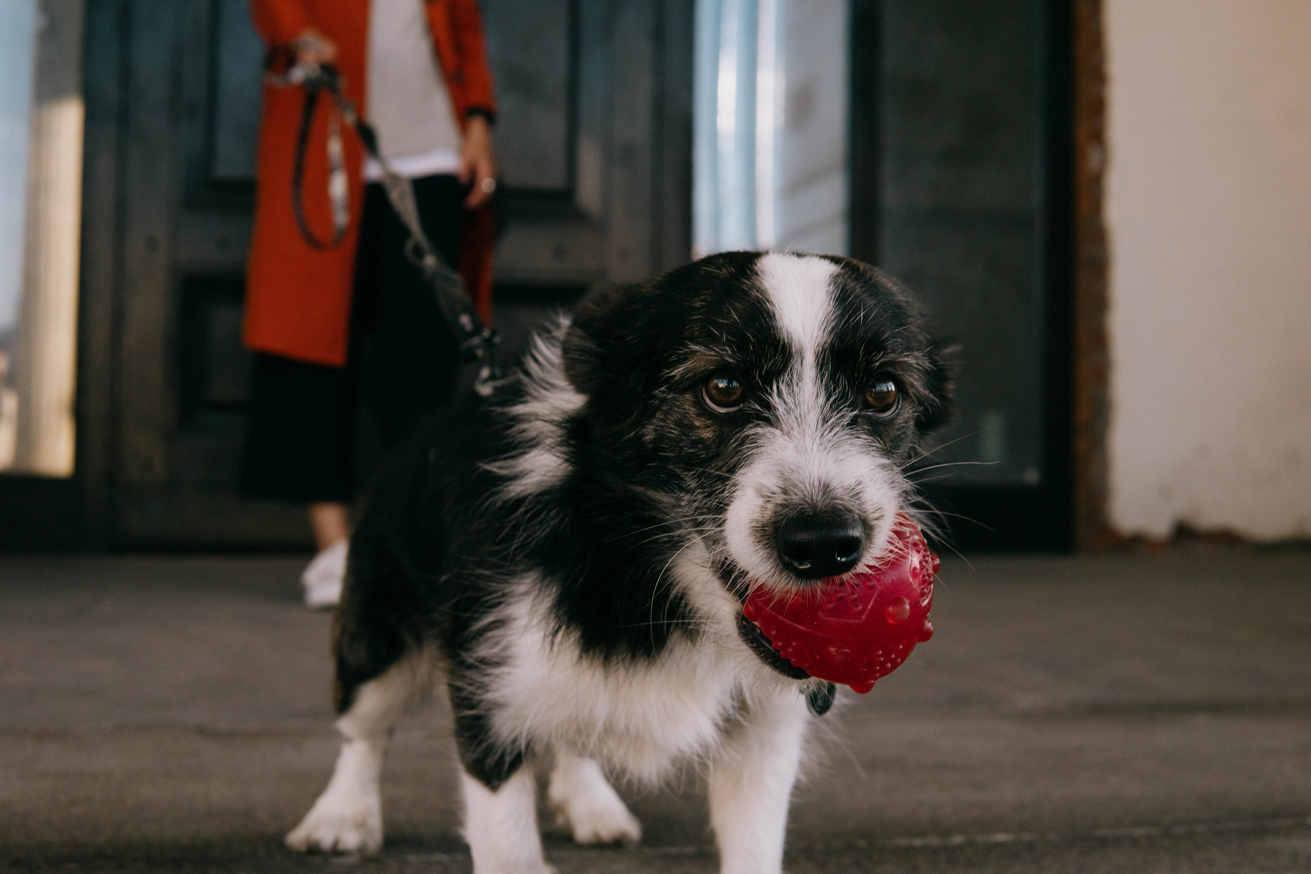 Даша и Тюбик. Фотограф-анималист Ксения Воробьева, Москва