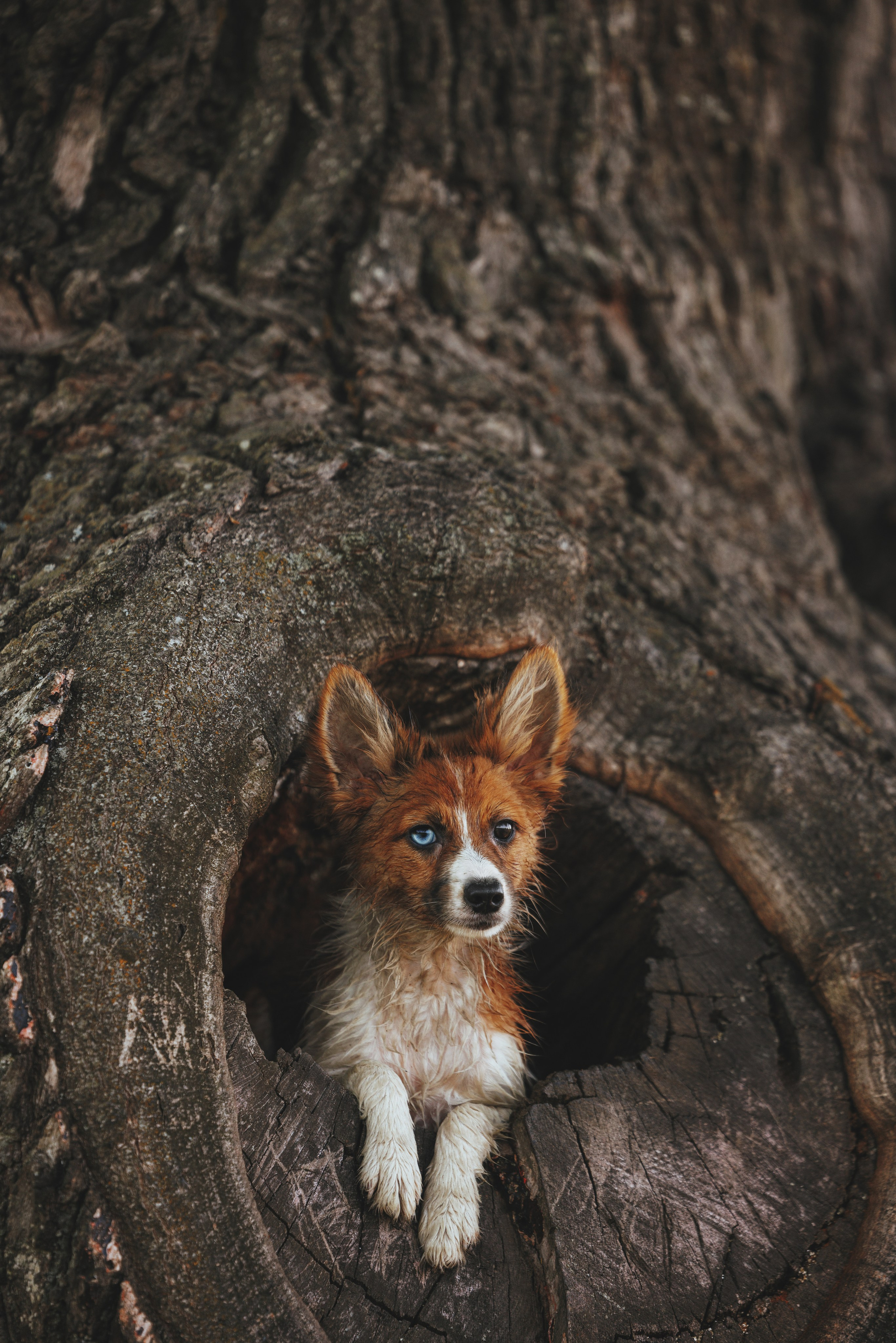 Токи, Янки, Лось, Мако и Рин. Фотограф анималист Осипчикова Мария