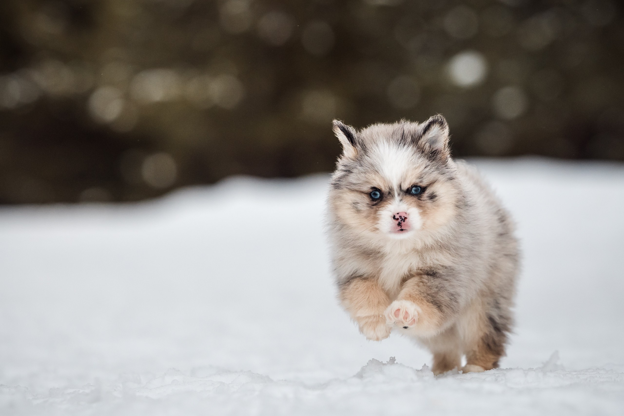 Фотосессии для животных. Denis Vychugzhanin Photo