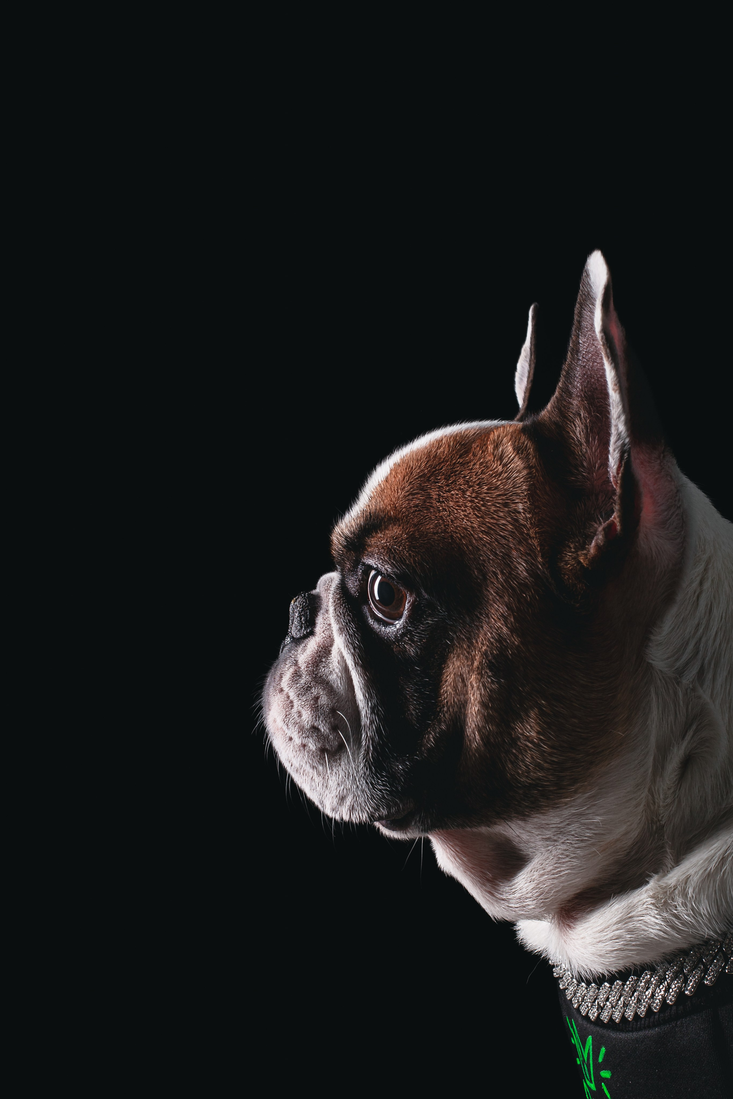 Студийная фотосессия с цветным светом. Фотограф-анималист Татьяна Степанова