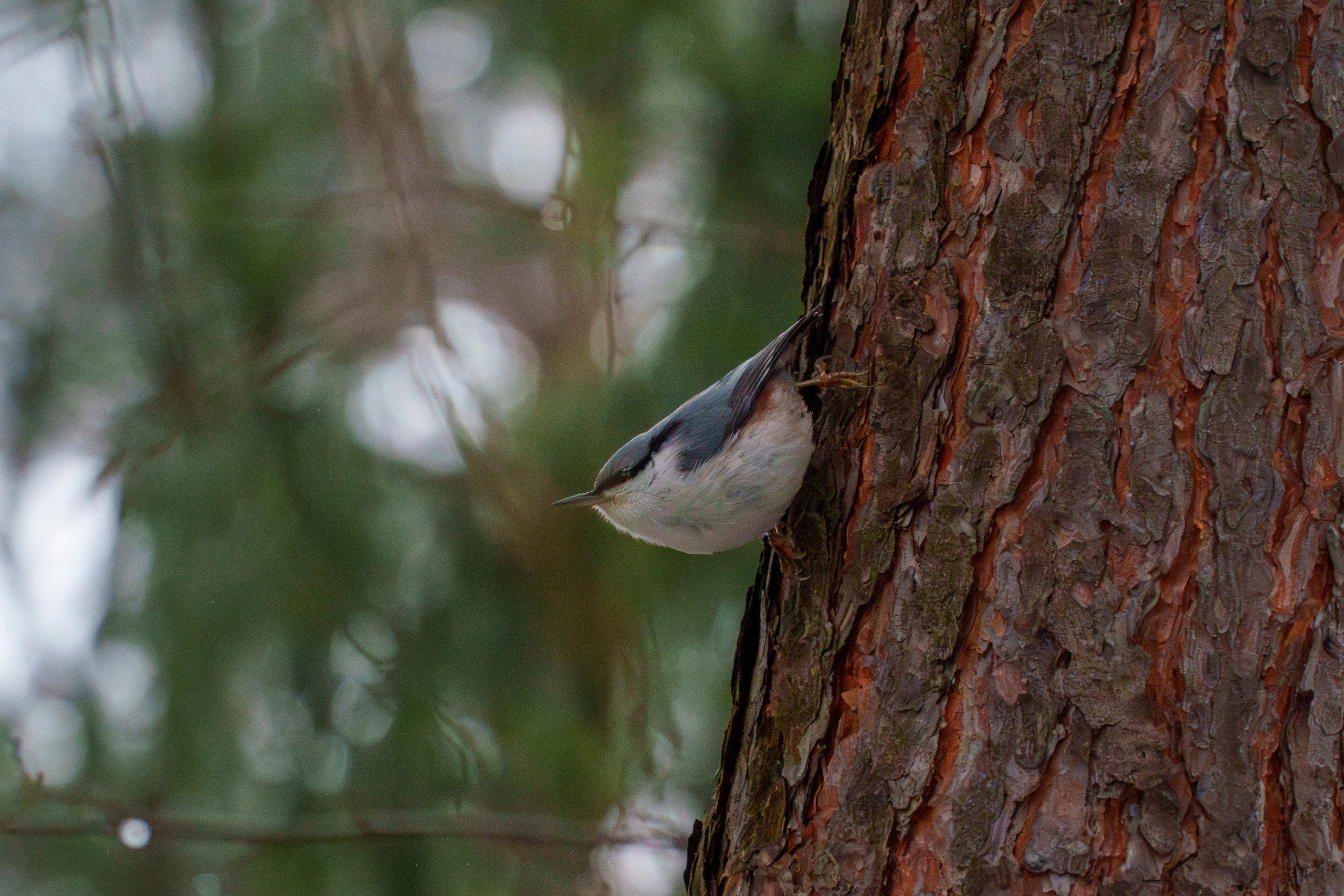 Animals — Животные