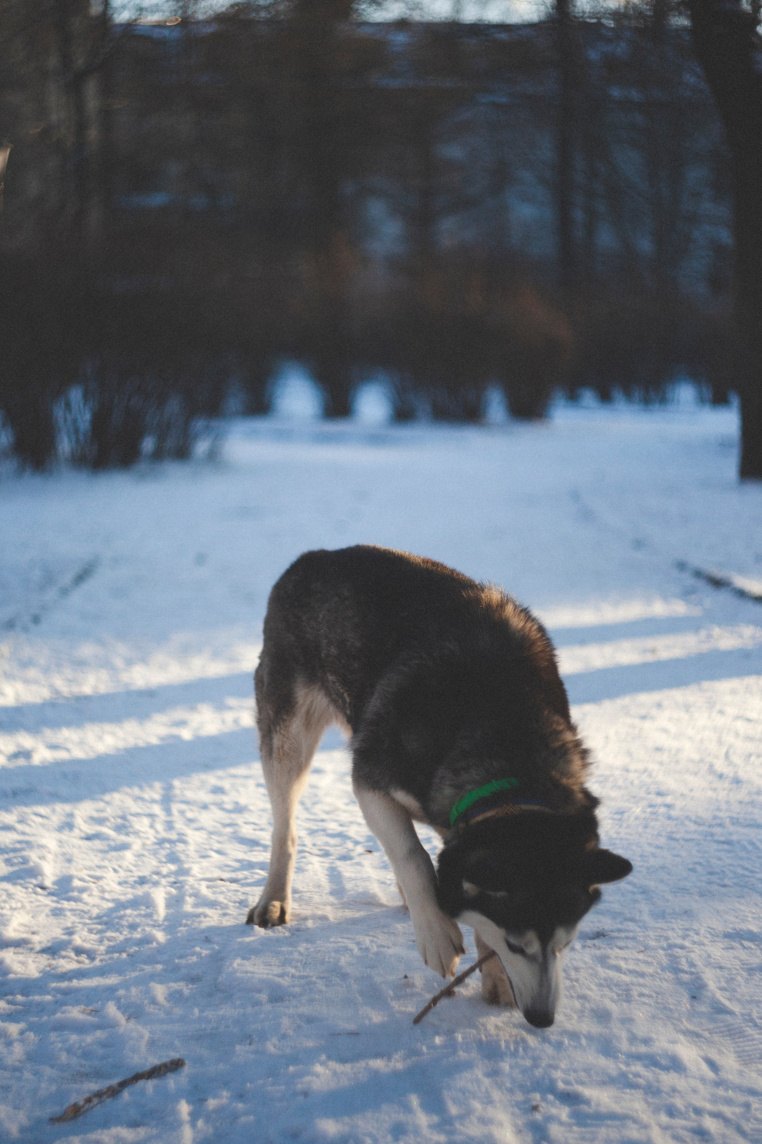 В Алексеевском саду. Фотограф Адигамова Юлия в Петербурге
