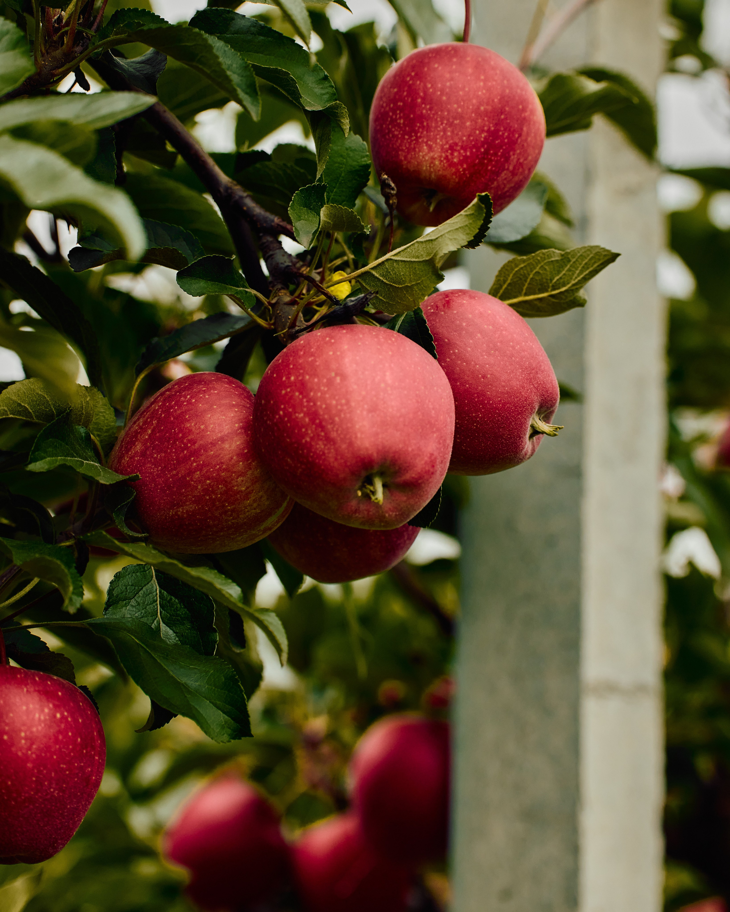 Собрано в саду. Святослав Лебедев | Рекламный фотограф — Коммерческая съемка, Арт-дирекшн, AI-интеграция