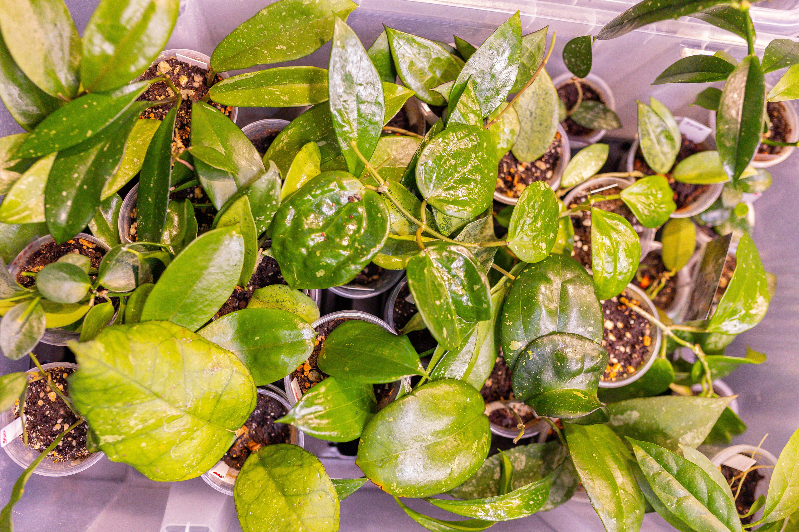 Монстериум 11–12 октября. Александра Куликова фотограф, Москва