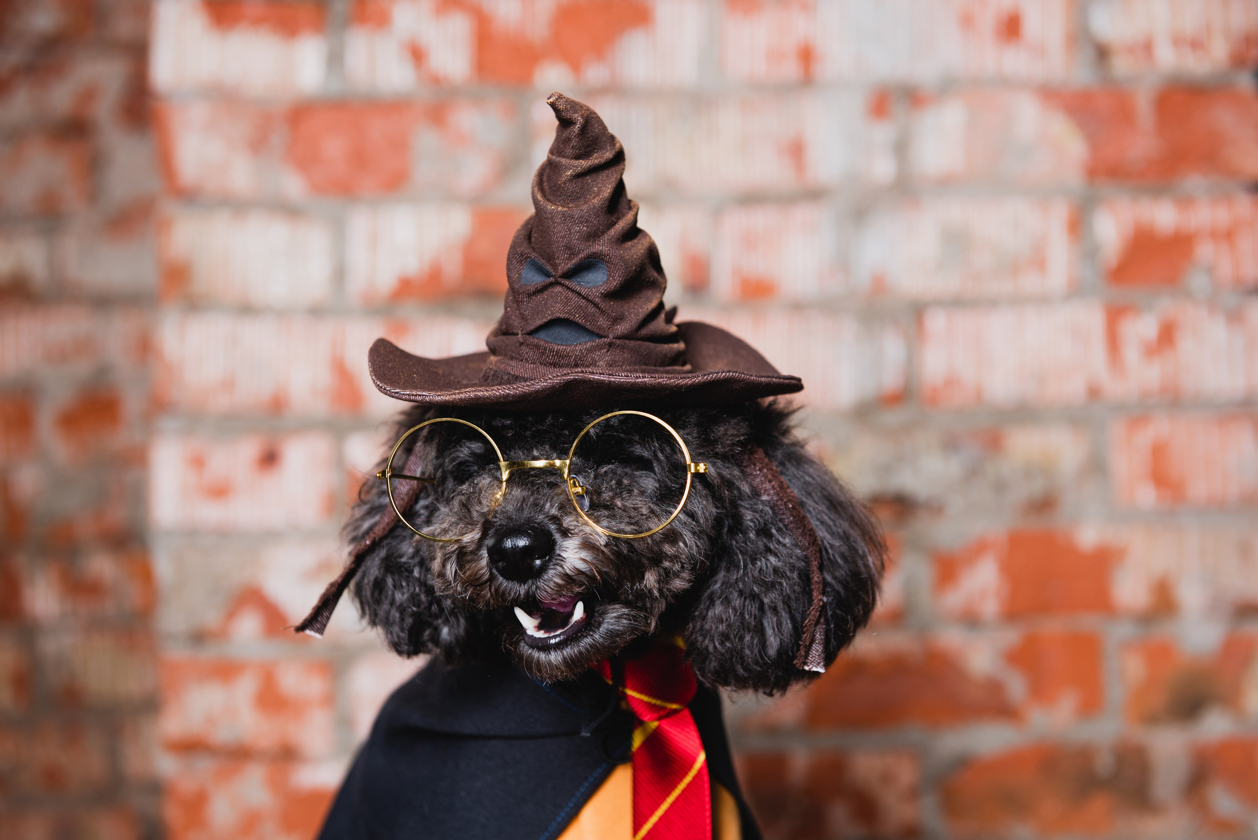 Pets. Фотограф в Москве Daria Lens