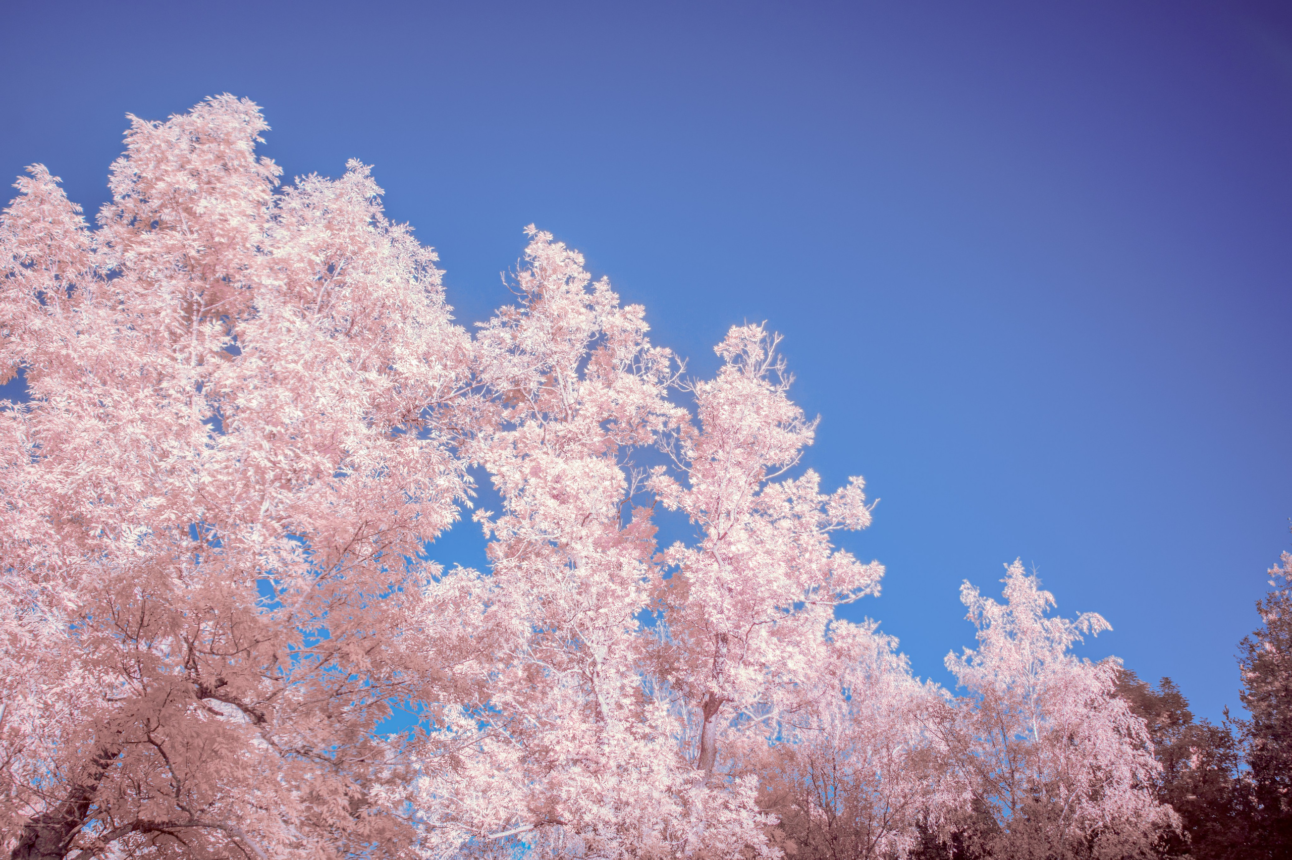 Infrared. AThumbnails