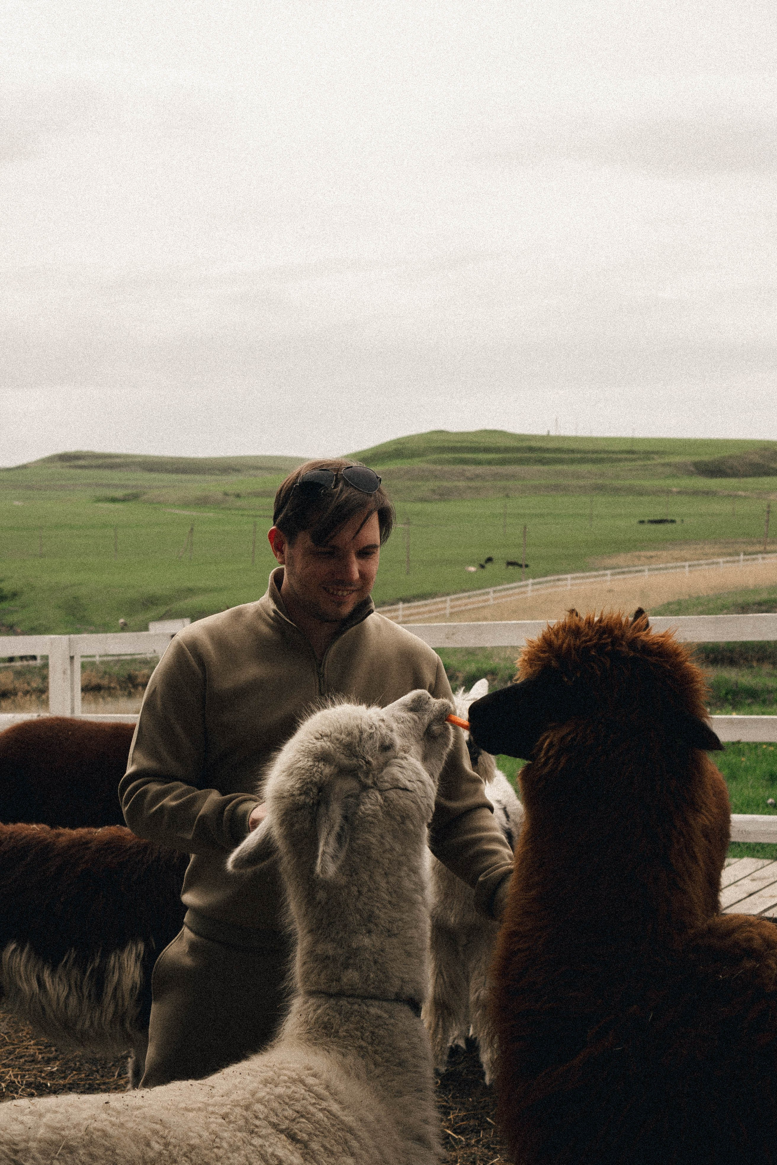 Ферма Альпак. Профессиональный фотограф, Санкт-Петербург — Виктория Богомолова