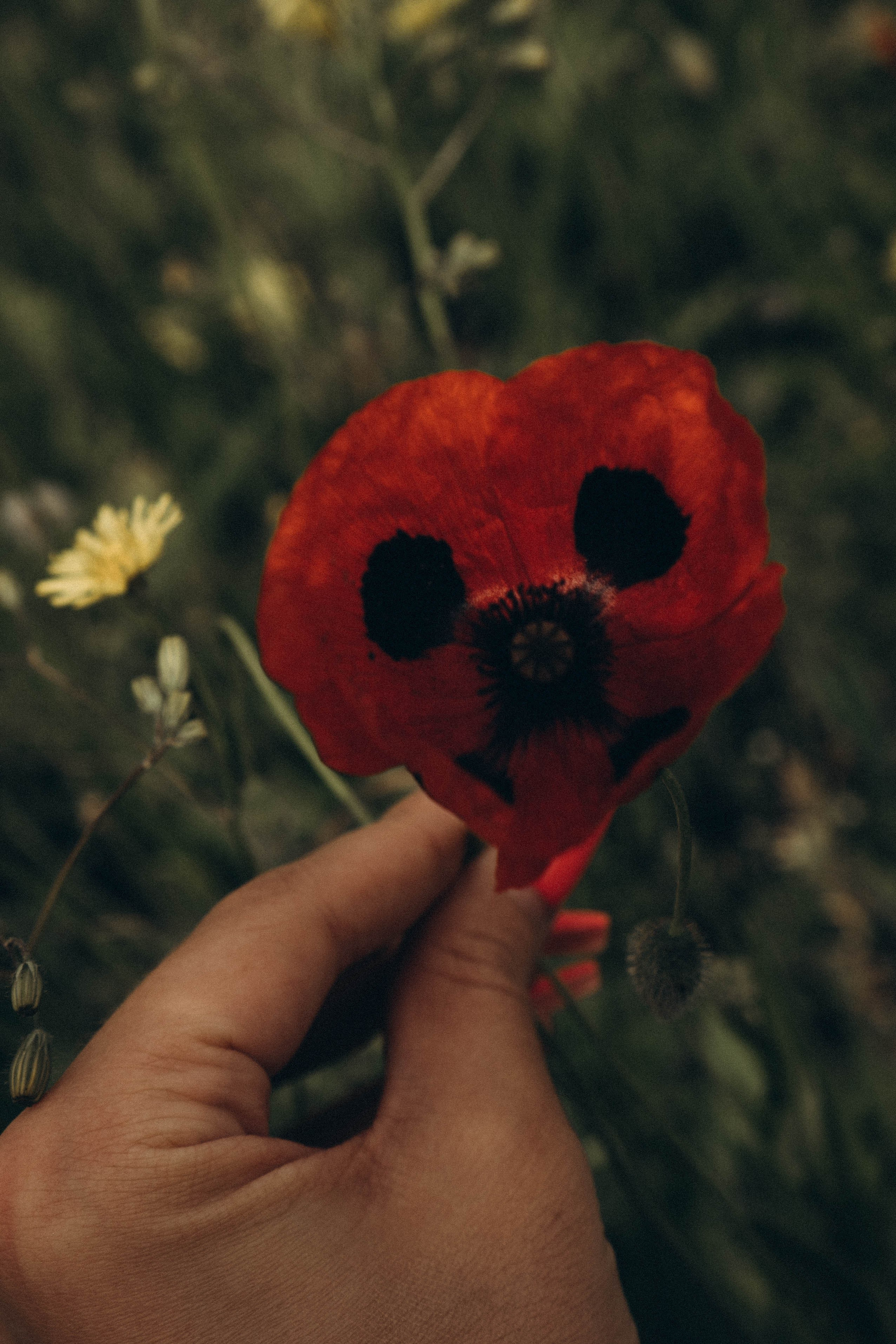 Кавказ. Профессиональный фотограф, Санкт-Петербург — Виктория Богомолова