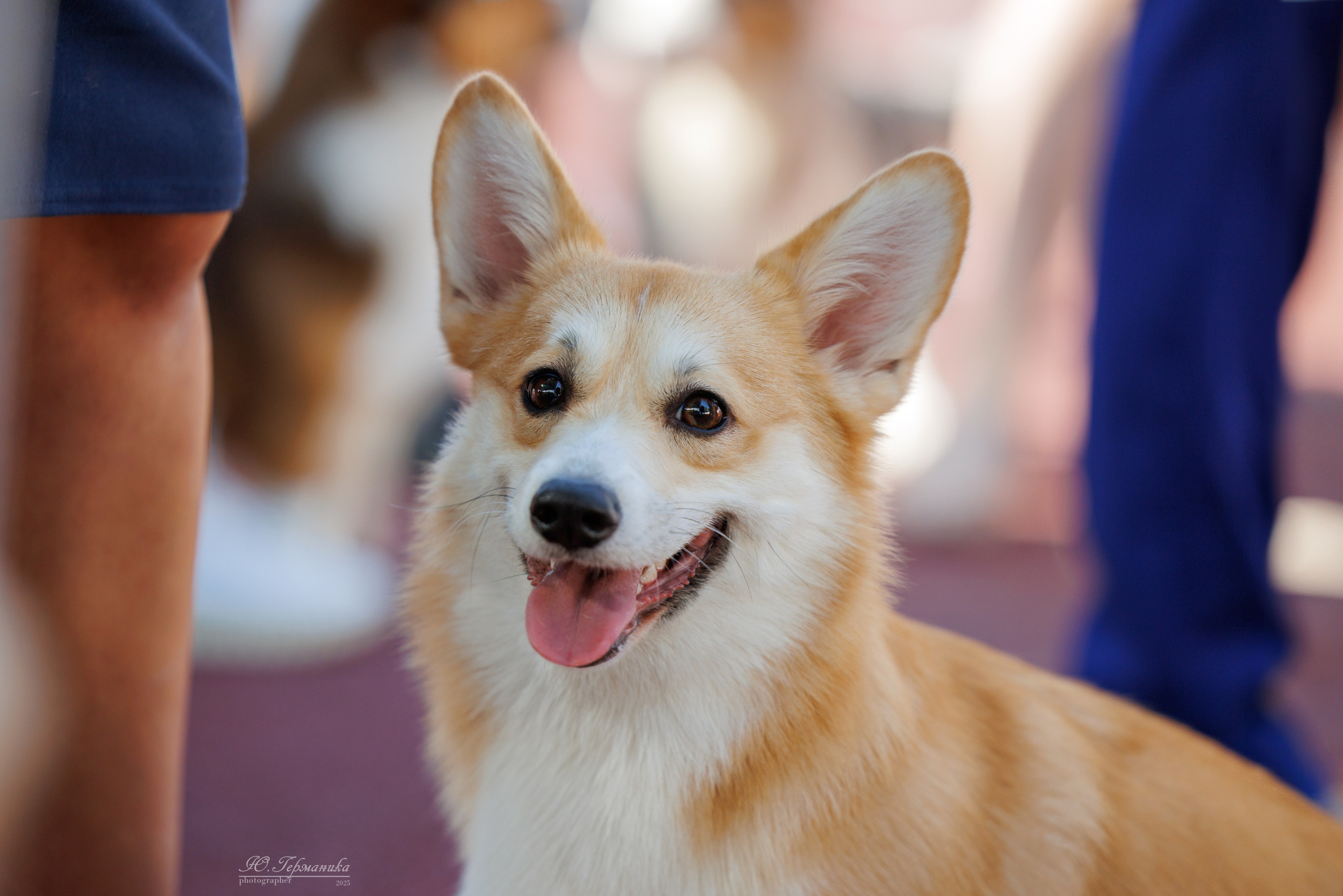 Коломна 30.08.2025. Фотограф-анималист Юлия Германика