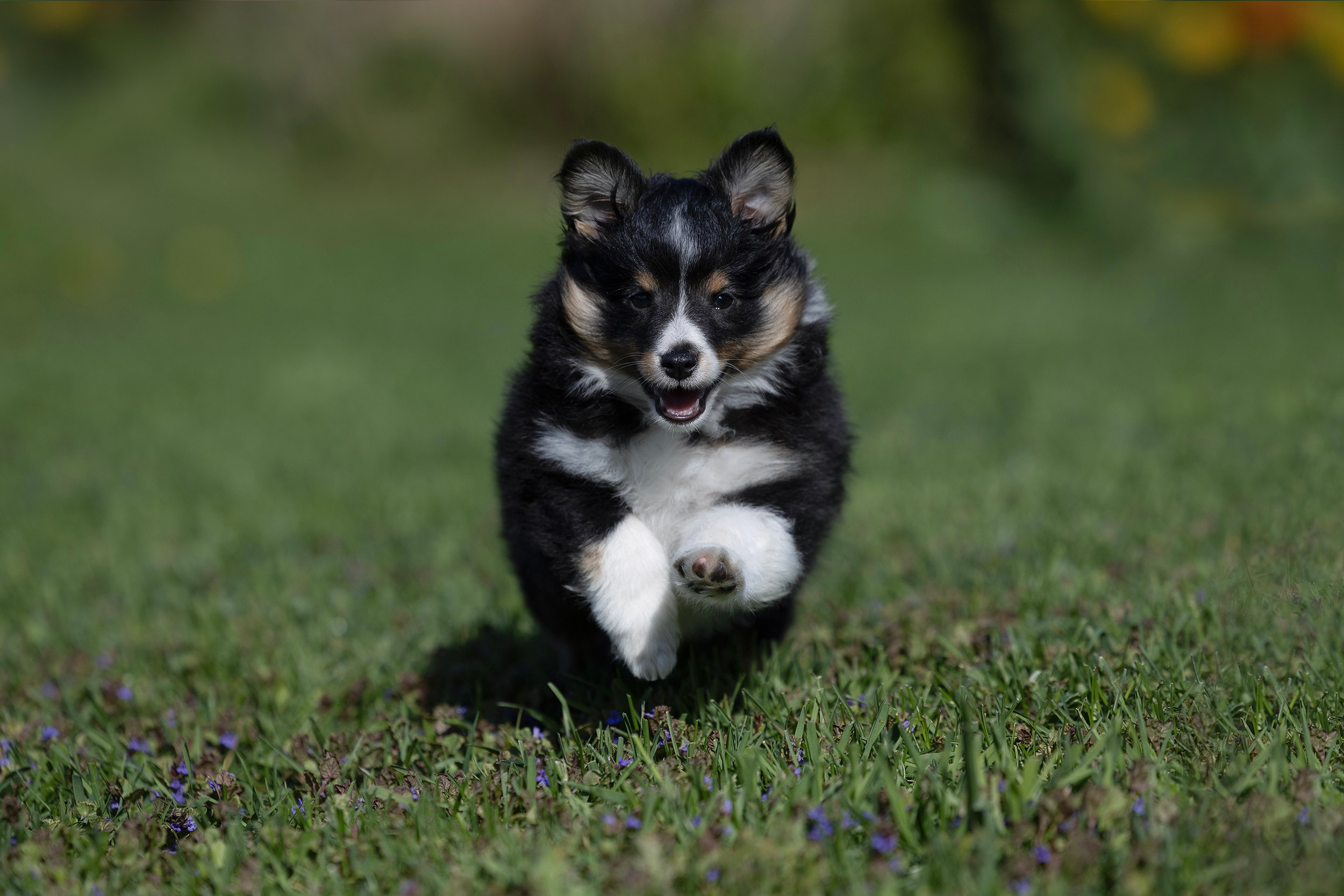 Питомник Кэтрин’с. Мои работы