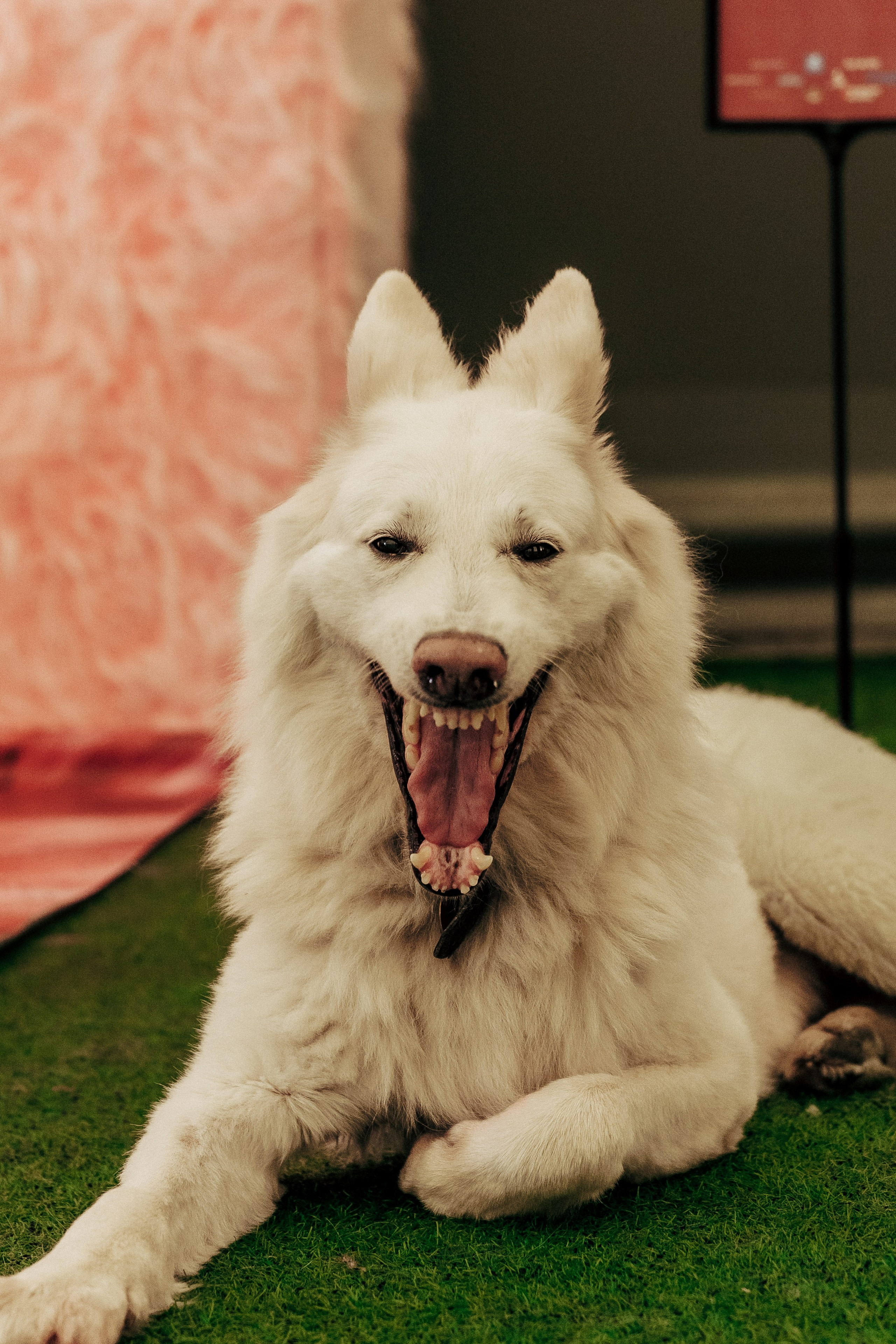 Репортажная фотосессия «День питомца-донора». Профессиональный фотограф в Санкт-Петербурге Александр Волосенцев