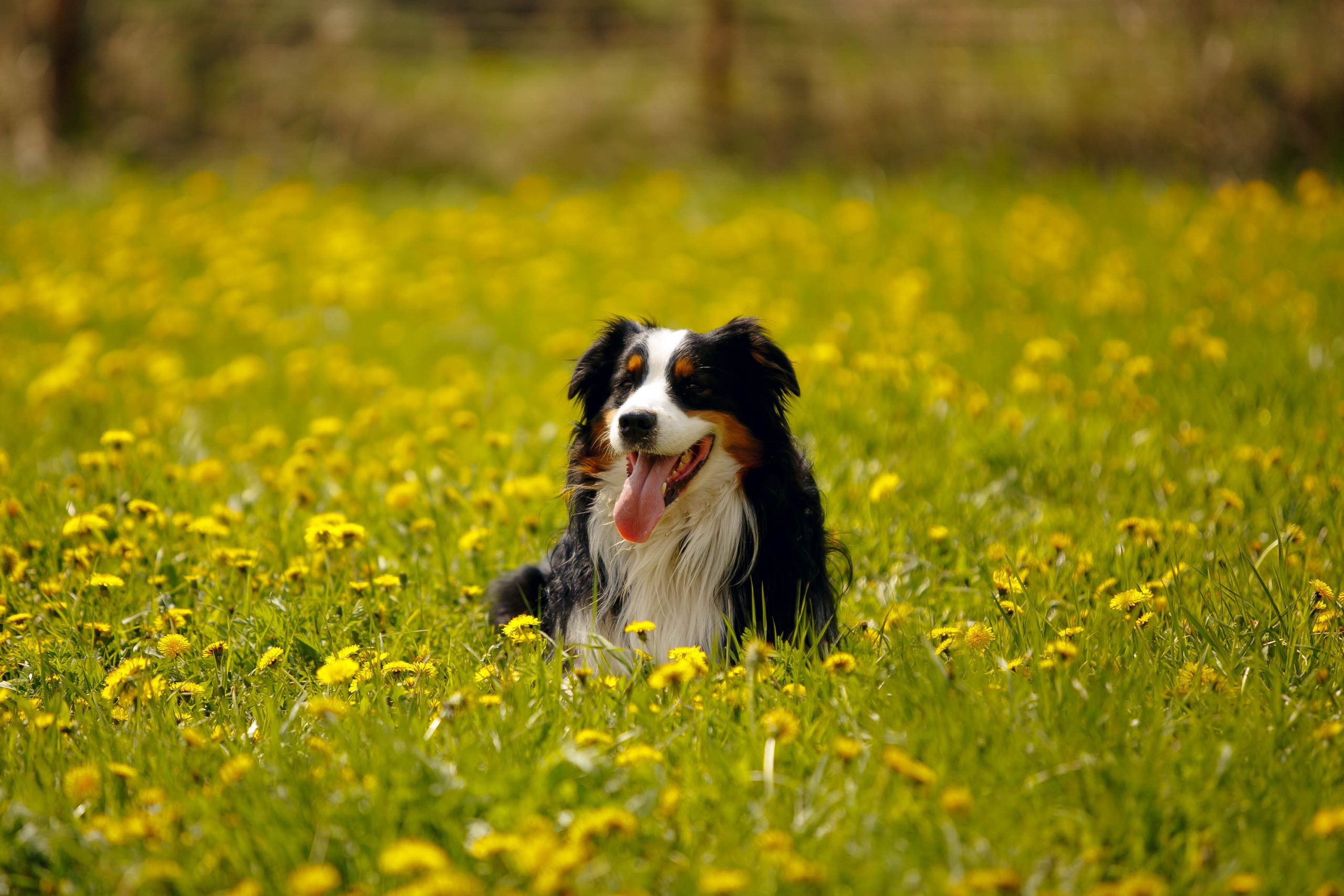 Фестиваль «Пастушьи забавы». Ваш репортажный фотограф Артемий Антонов