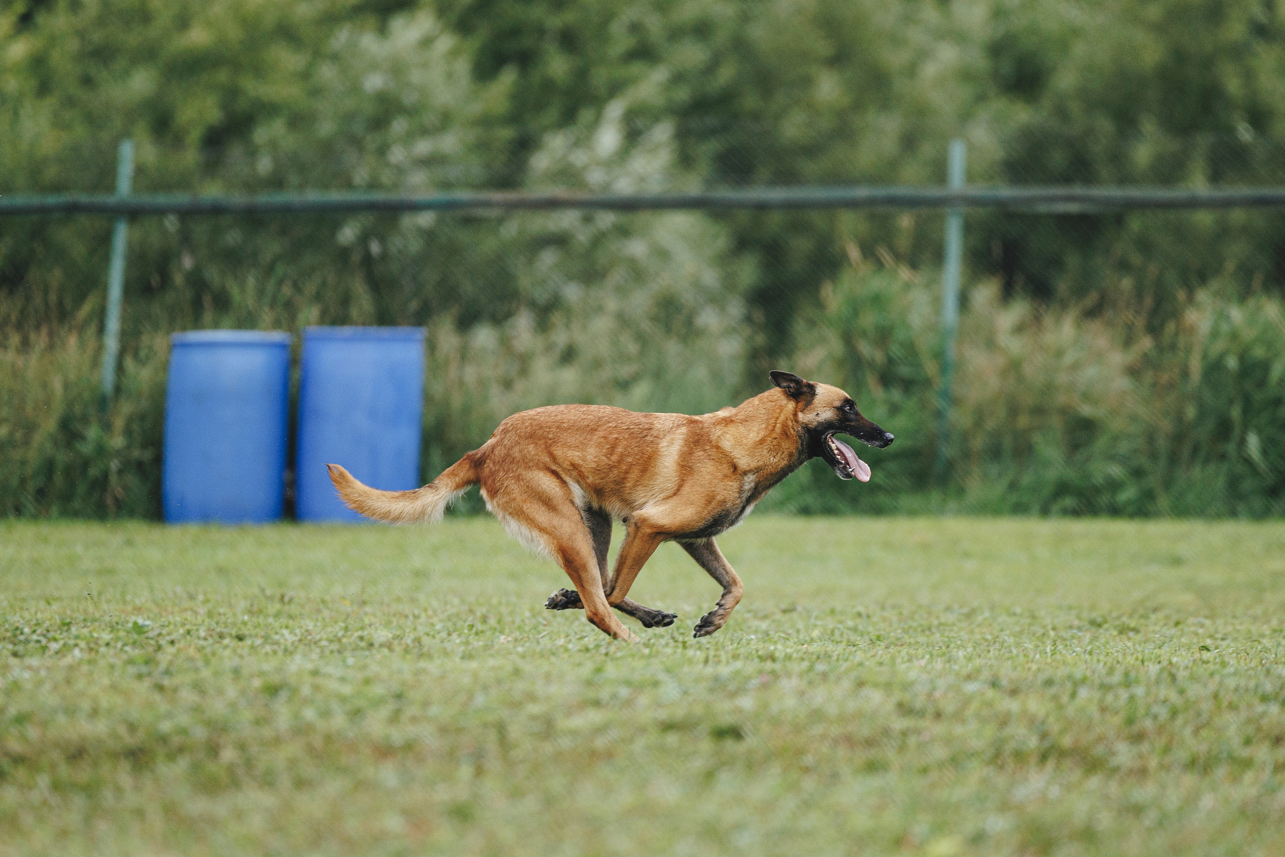 08.08.25-10.08.25 ЧР по мондьорингу г. Вологда. Фотограф-анималист Анна Маринич