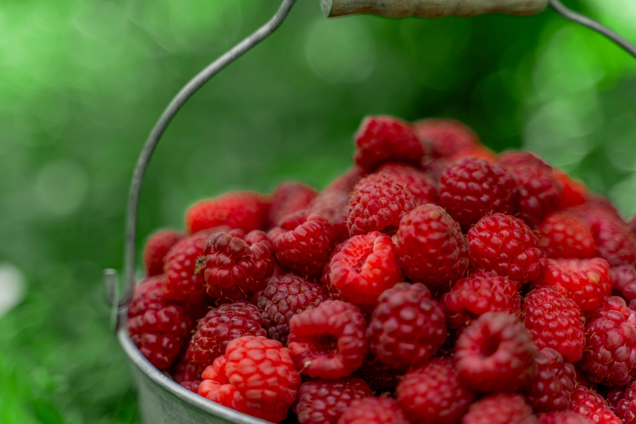 Raspberry. Photographer Liana Sudets Serbia Kopaonik Brzece Brus