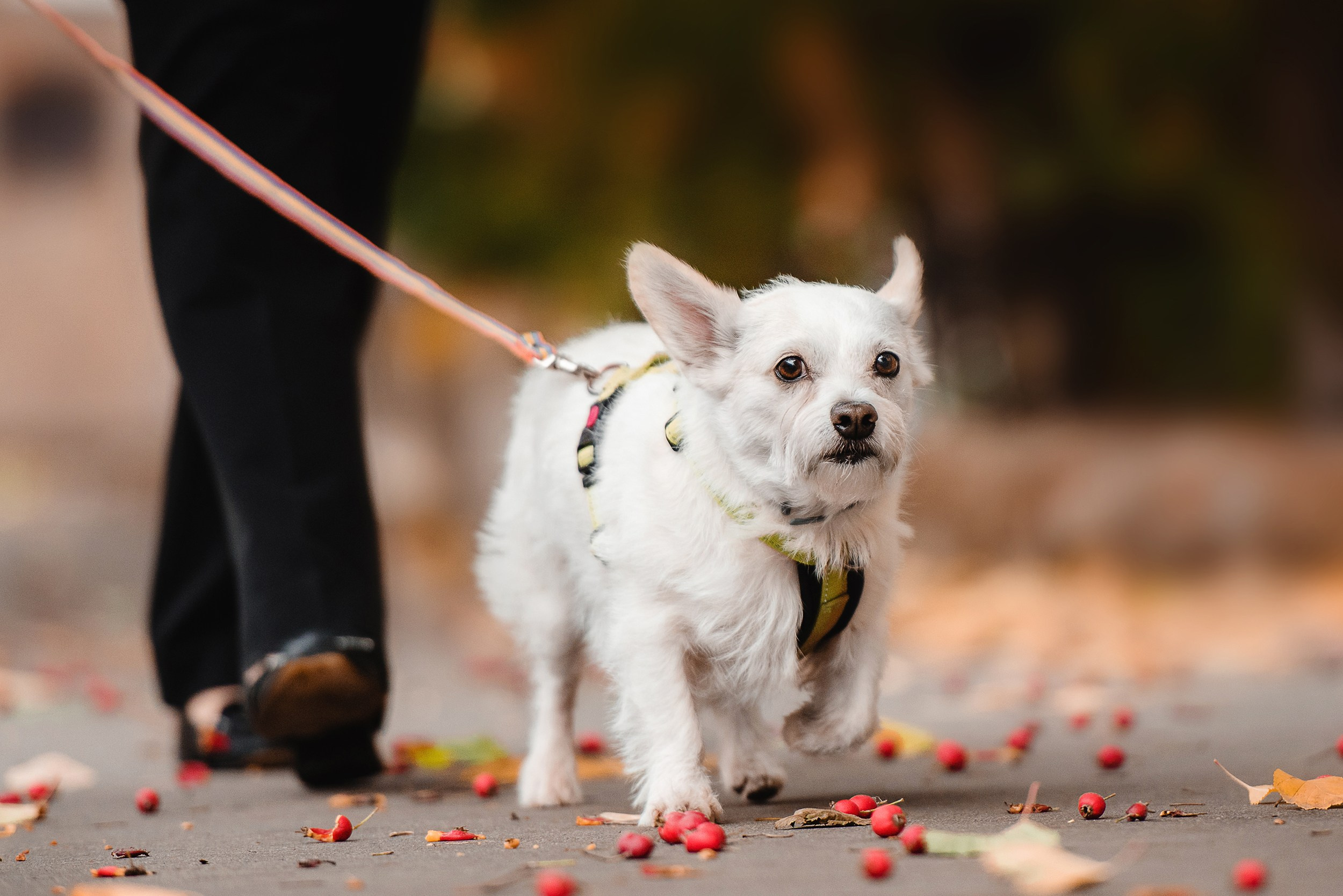 Оля и Бусинка. Семейный Фотограф в Москве Ирина Хохлова