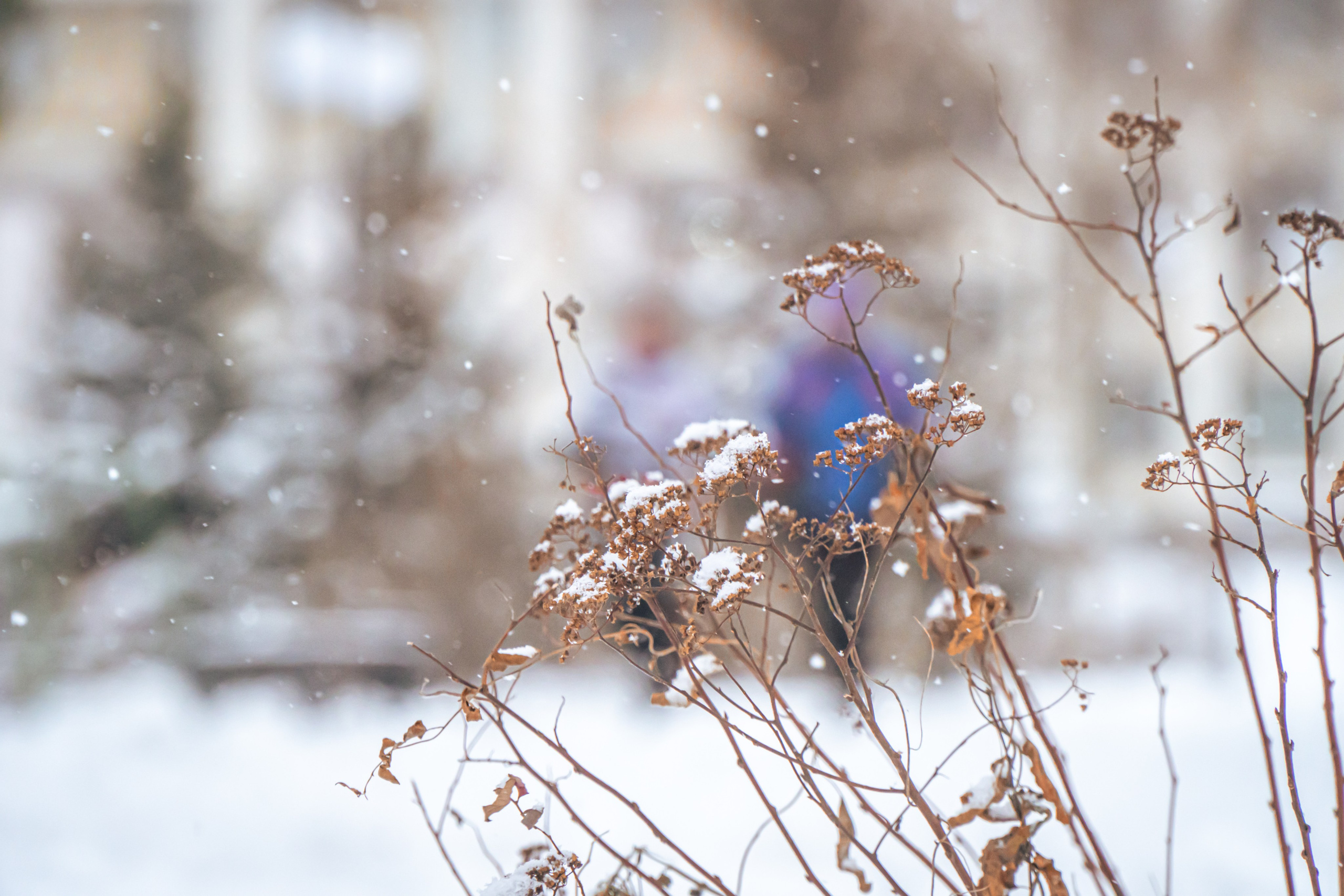 5 вёрст Наташинский 14 декабря 2024. Роман Капилюшов. Бег. Фото. Видео. г. Люберцы