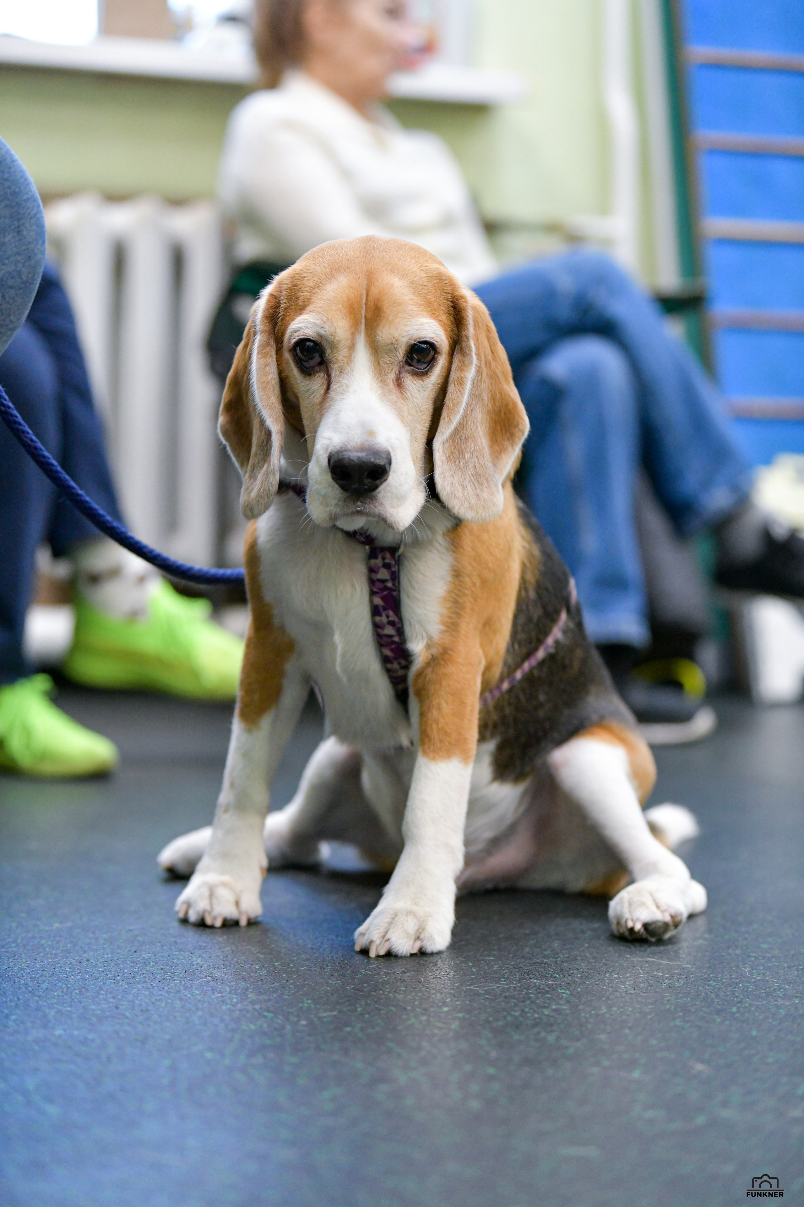 Кинологический клуб «Бодрый хвост». Свой взгляд через объектив